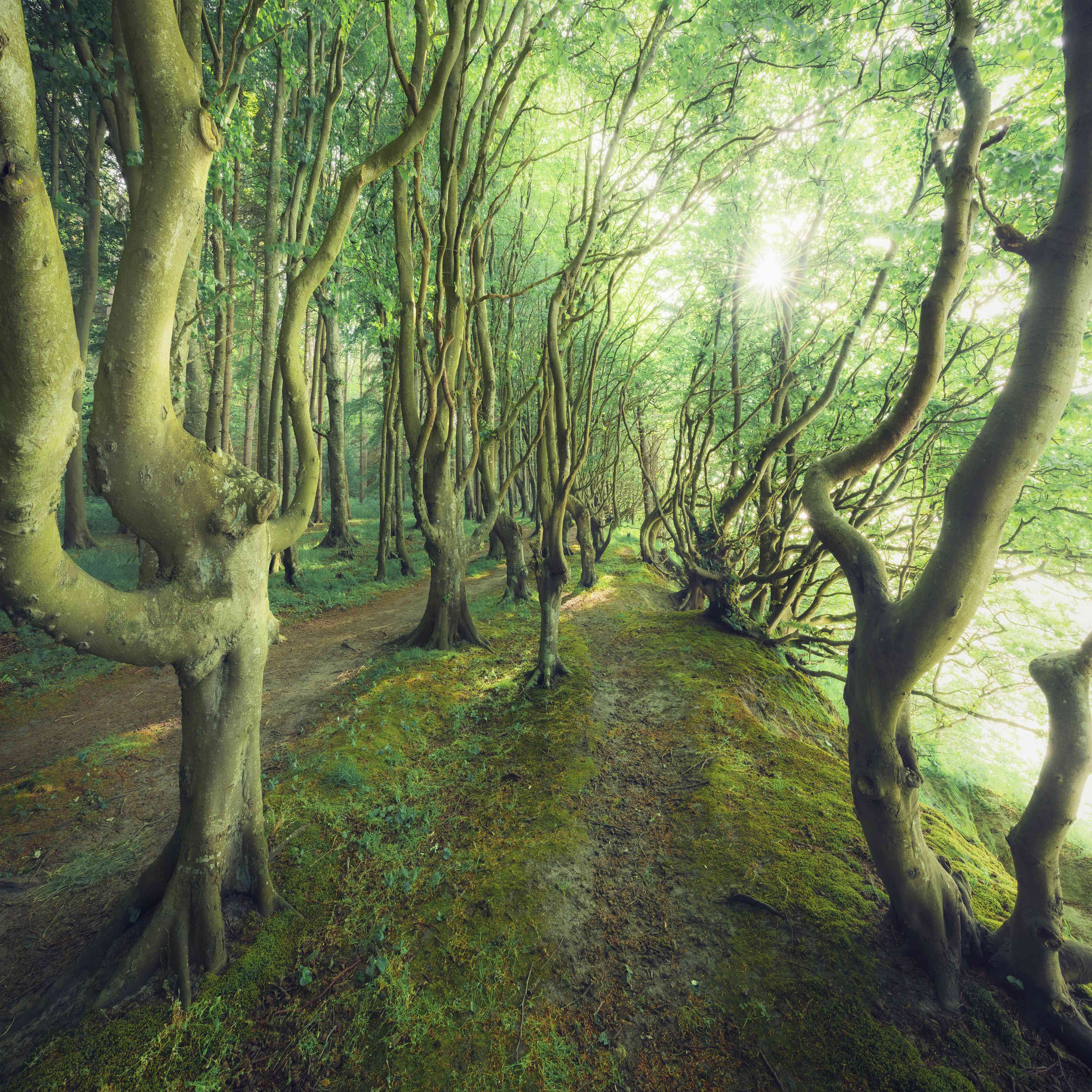 Wandverkleidung Wohnzimmer-Verzaubernder Wald im Sonnenlicht