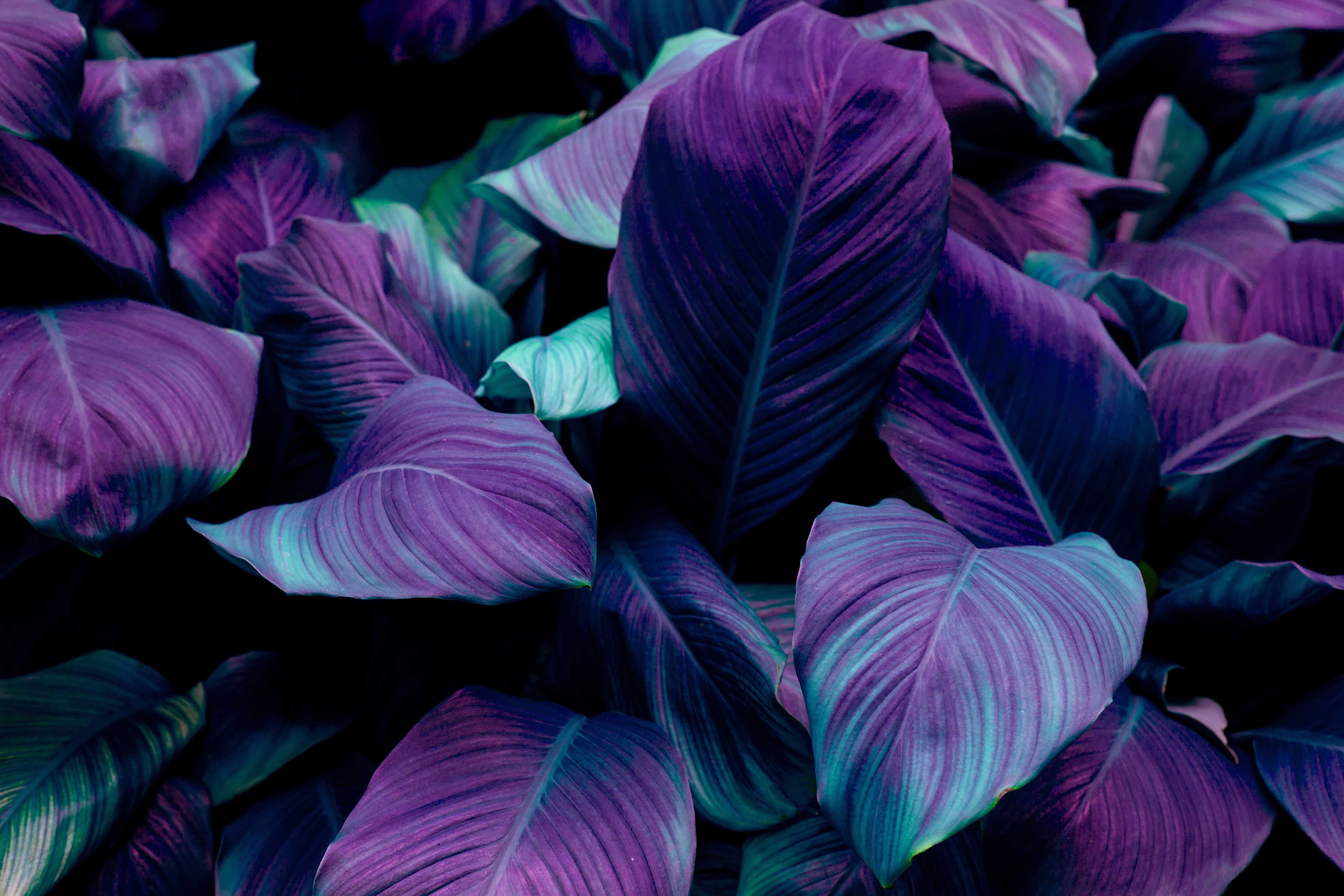 Wandverkleidung Wohnzimmer-Violette Blätter im Dunkel
