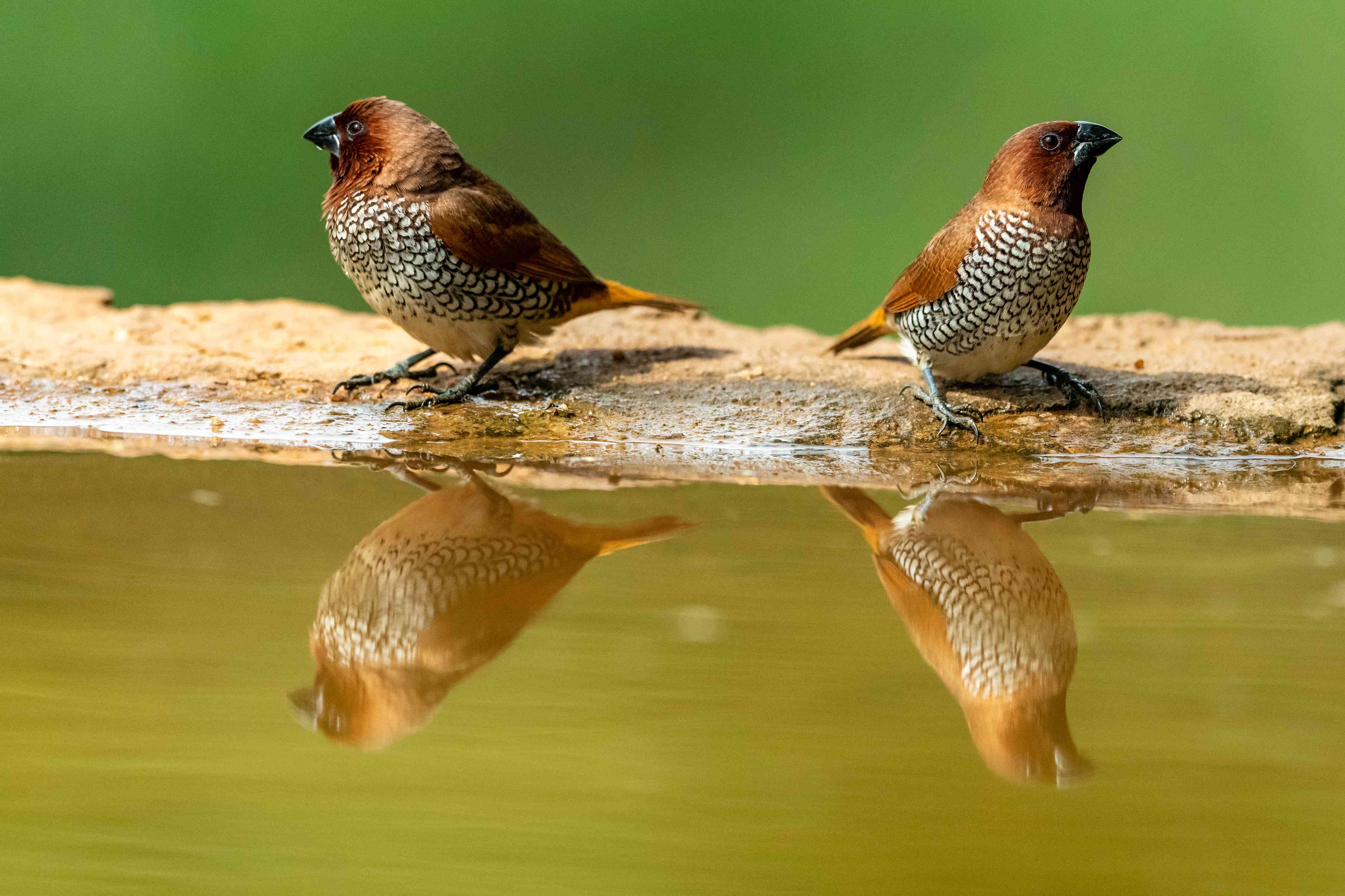Wandverkleidung Wohnzimmer-Vögel Spiegelung im Wasser