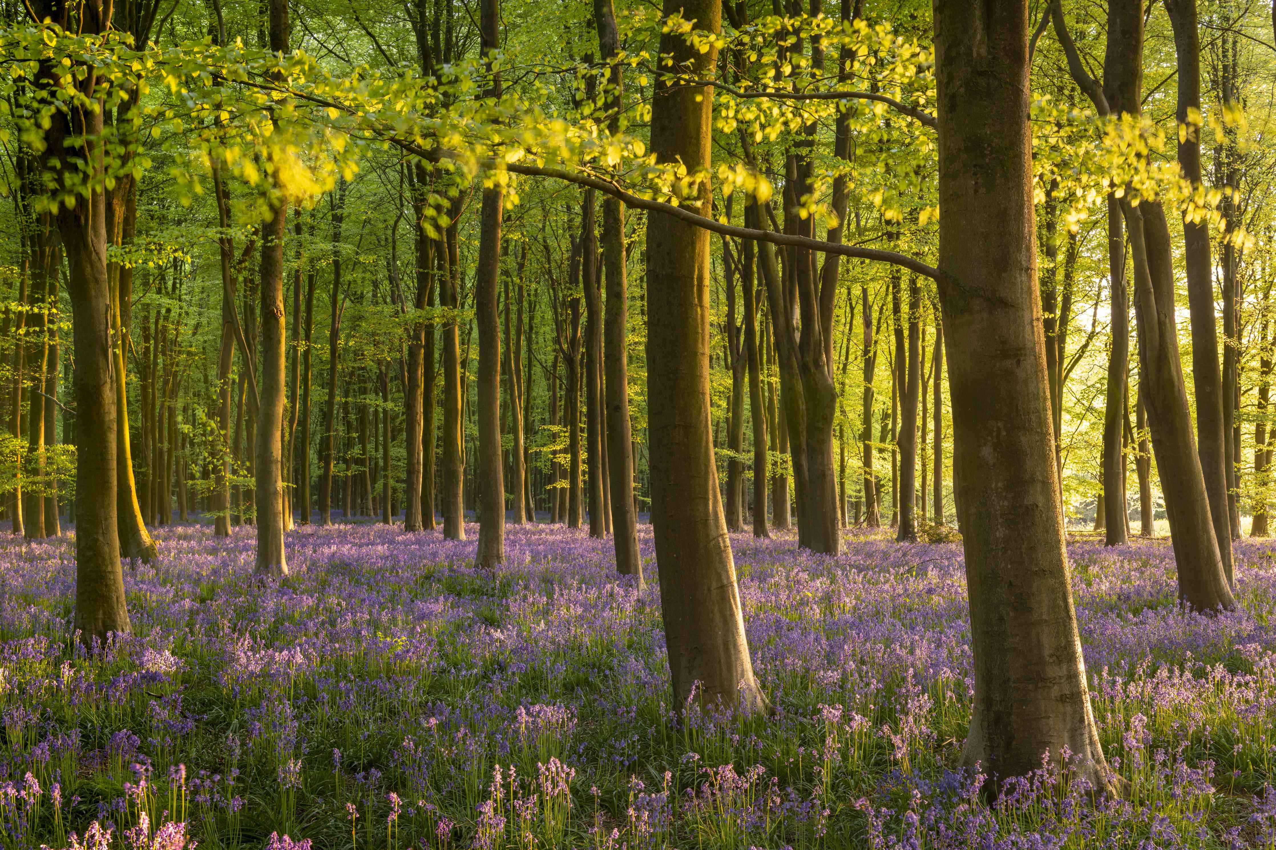 Wandverkleidung Wohnzimmer-Wald im Frühling mit blühendem Flieder