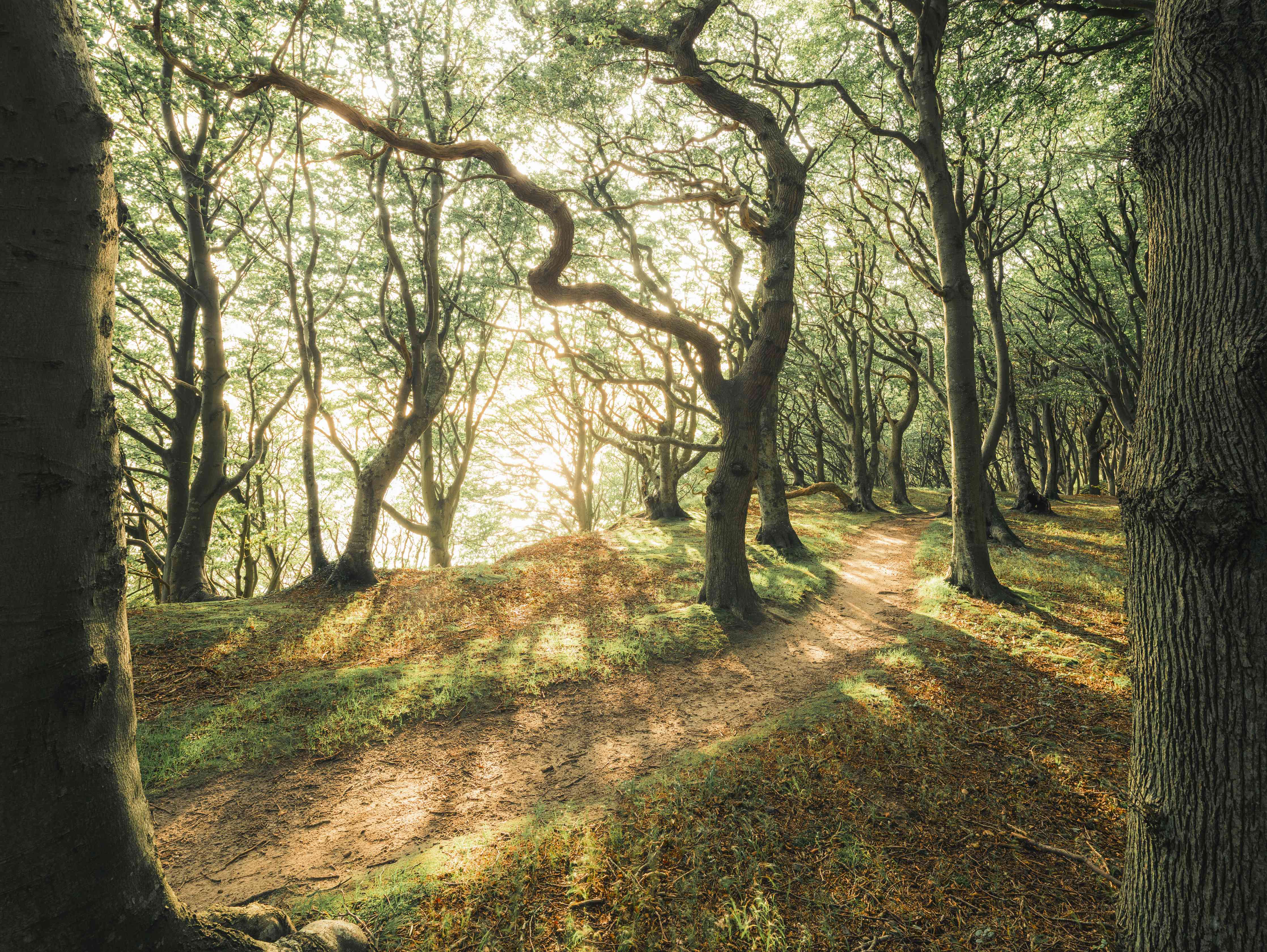 Wandverkleidung Wohnzimmer-Waldpfad bei Sonnenlicht