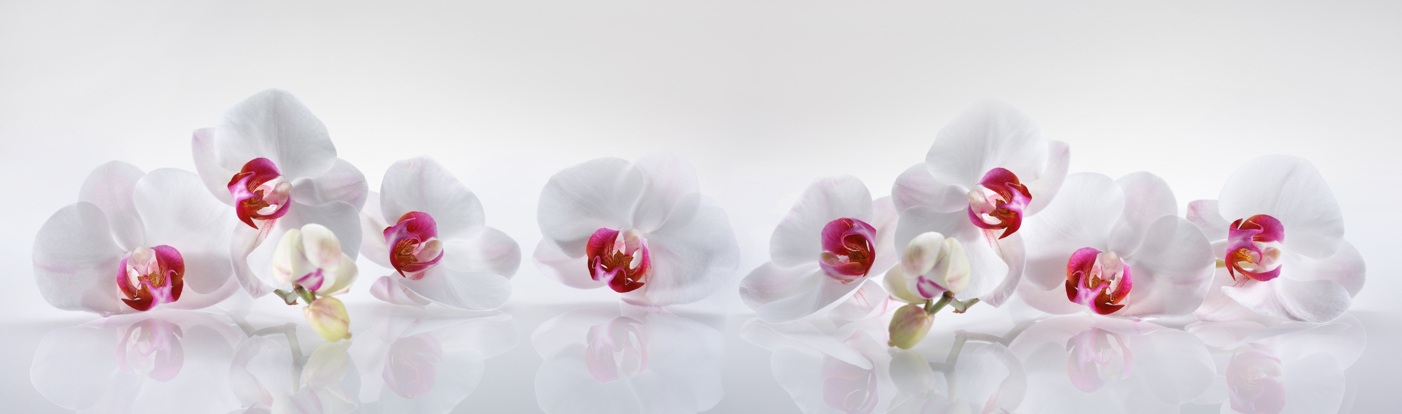 Wandverkleidung Wohnzimmer-Weiße Orchideen