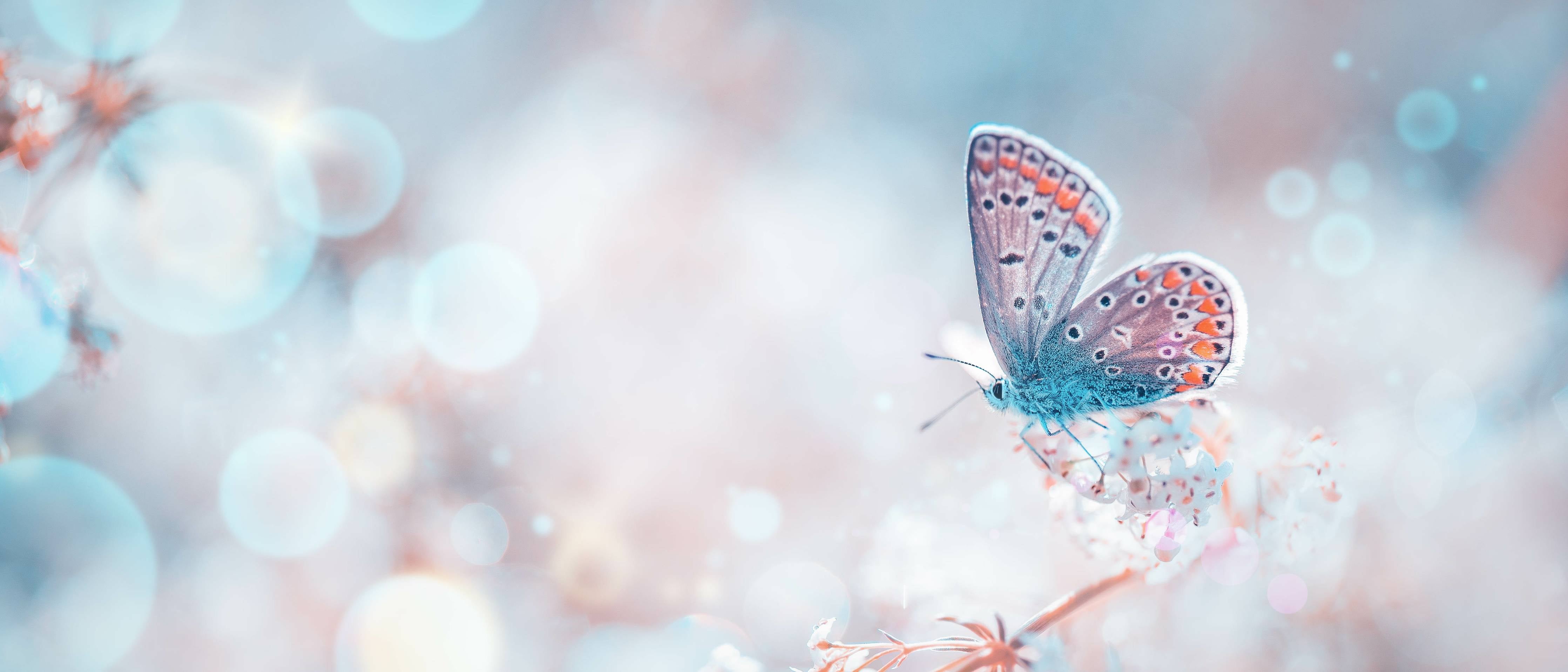 Wandverkleidung außen-Blaue Schmetterlinge im zarten Licht
