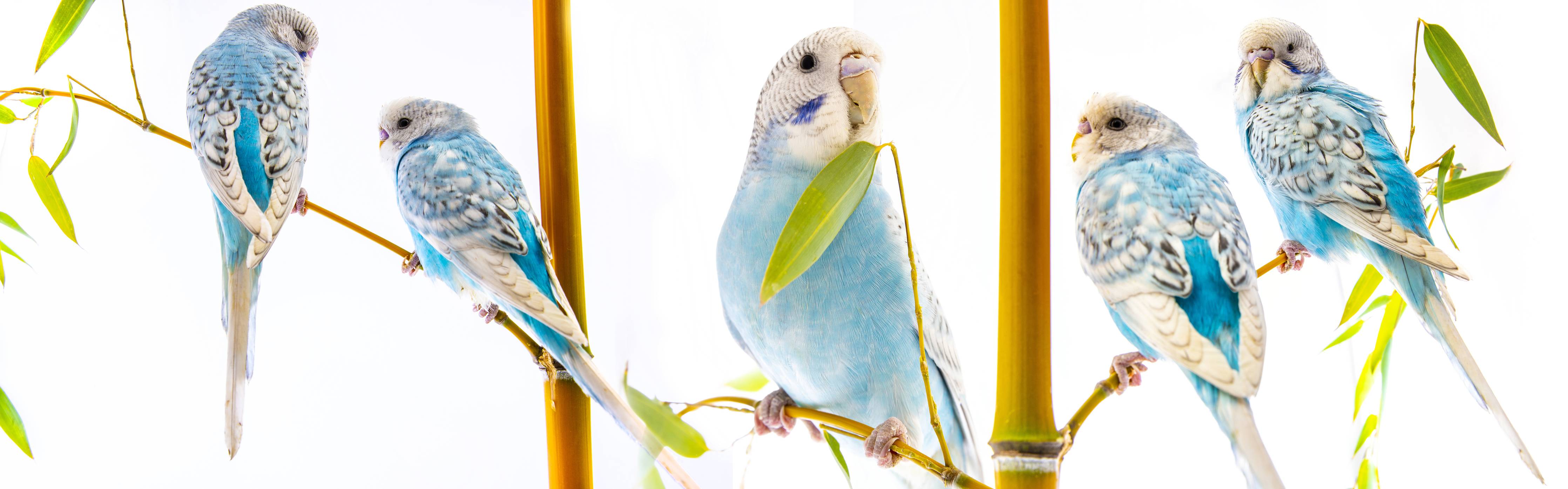 Wandverkleidung außen-Blaue gewellte Papageien auf weißem Hintergrund