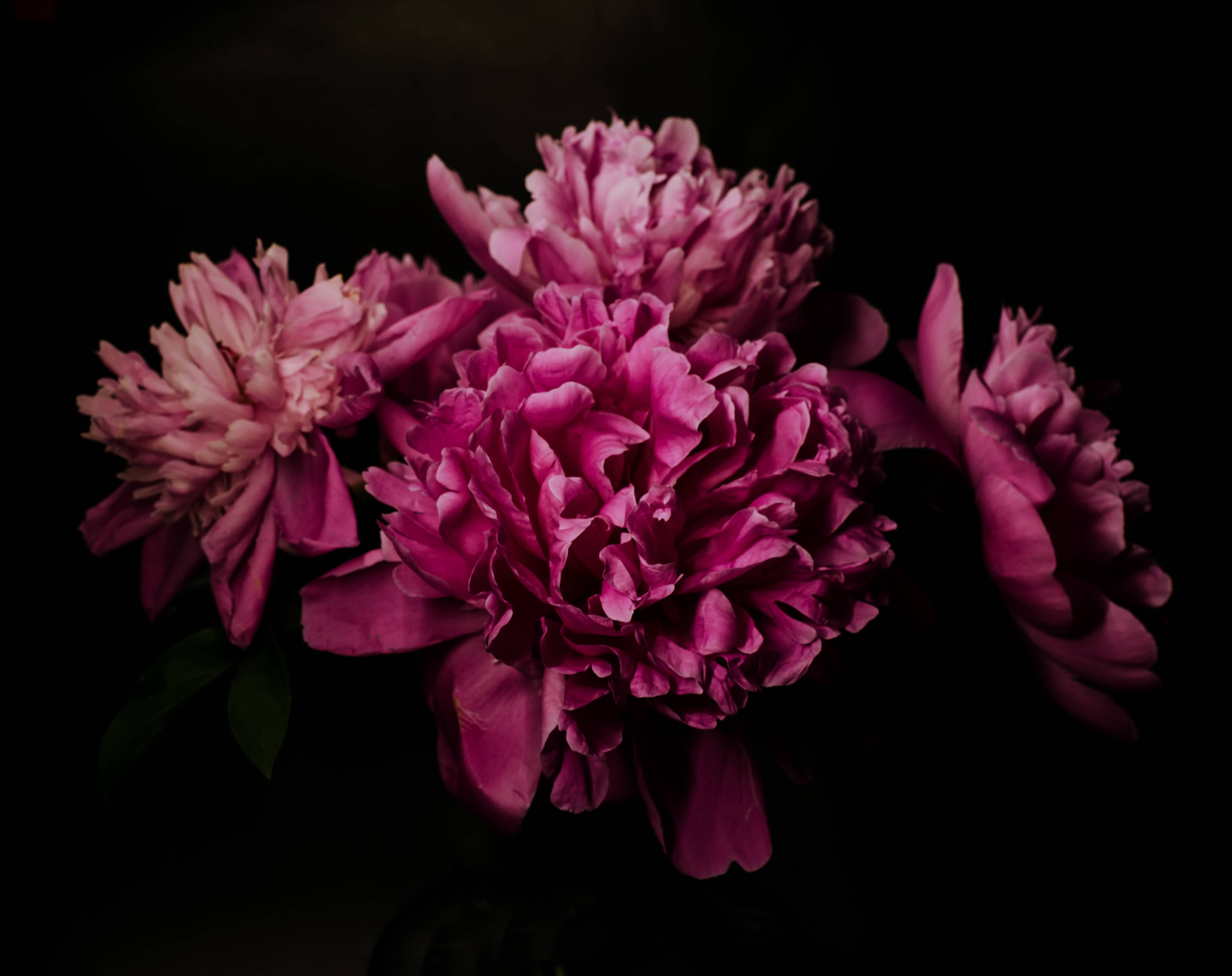 Wandverkleidung außen-Dunkle Blumenpracht in Pink
