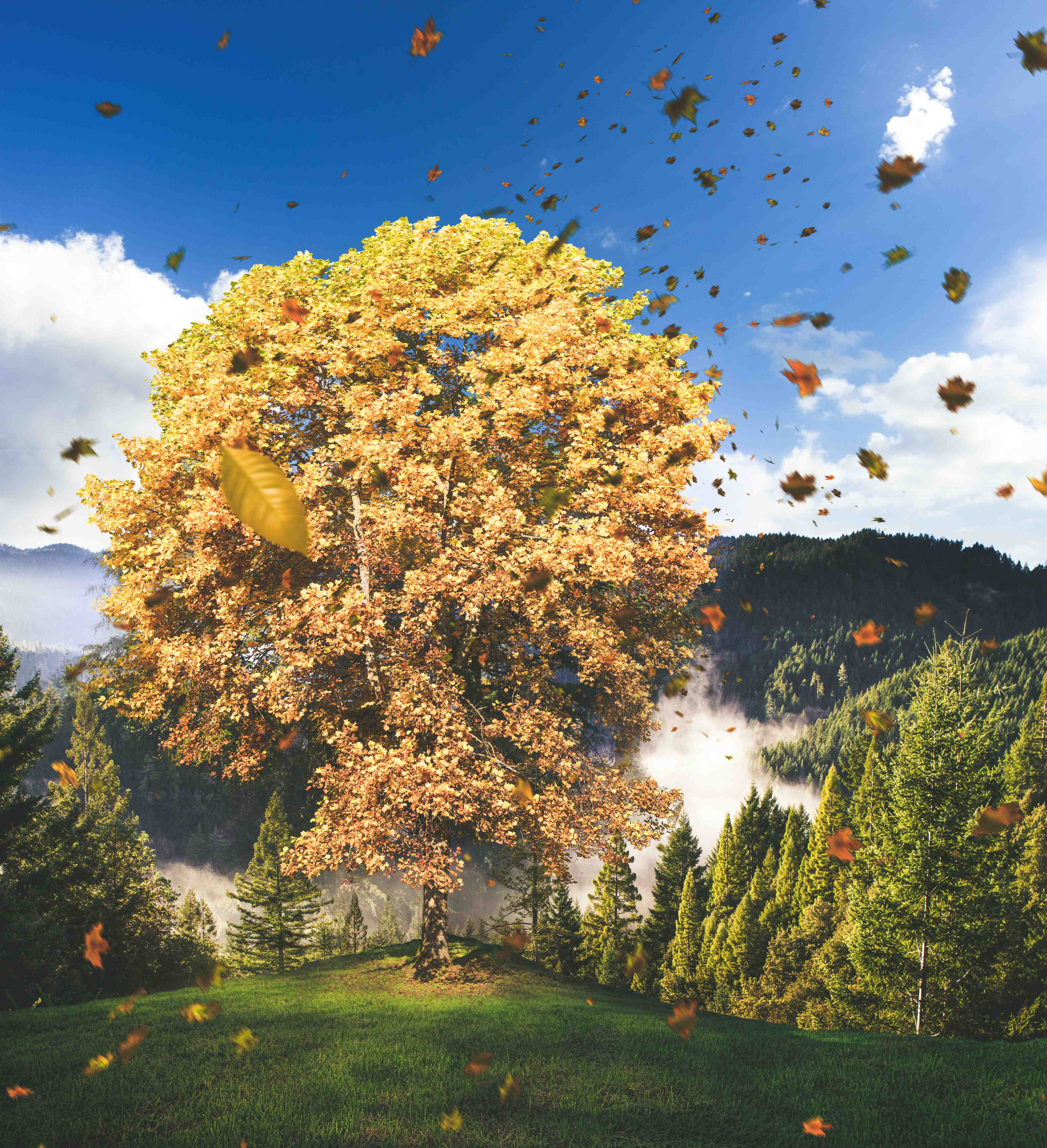 Wandverkleidung außen-Einzelner Herbst Baum im Wald bei Wind