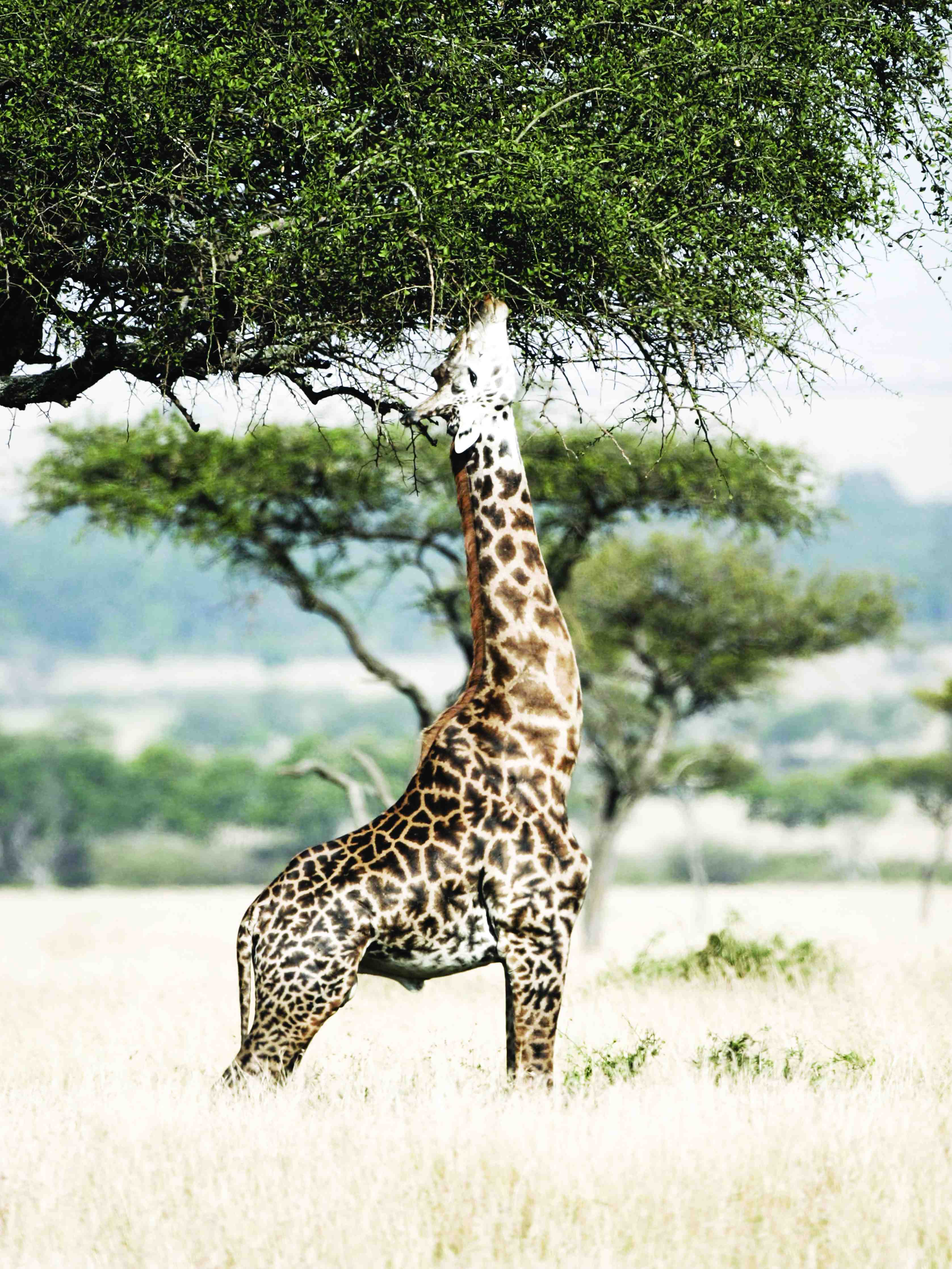 Wandverkleidung außen-Giraffe in der Savanne