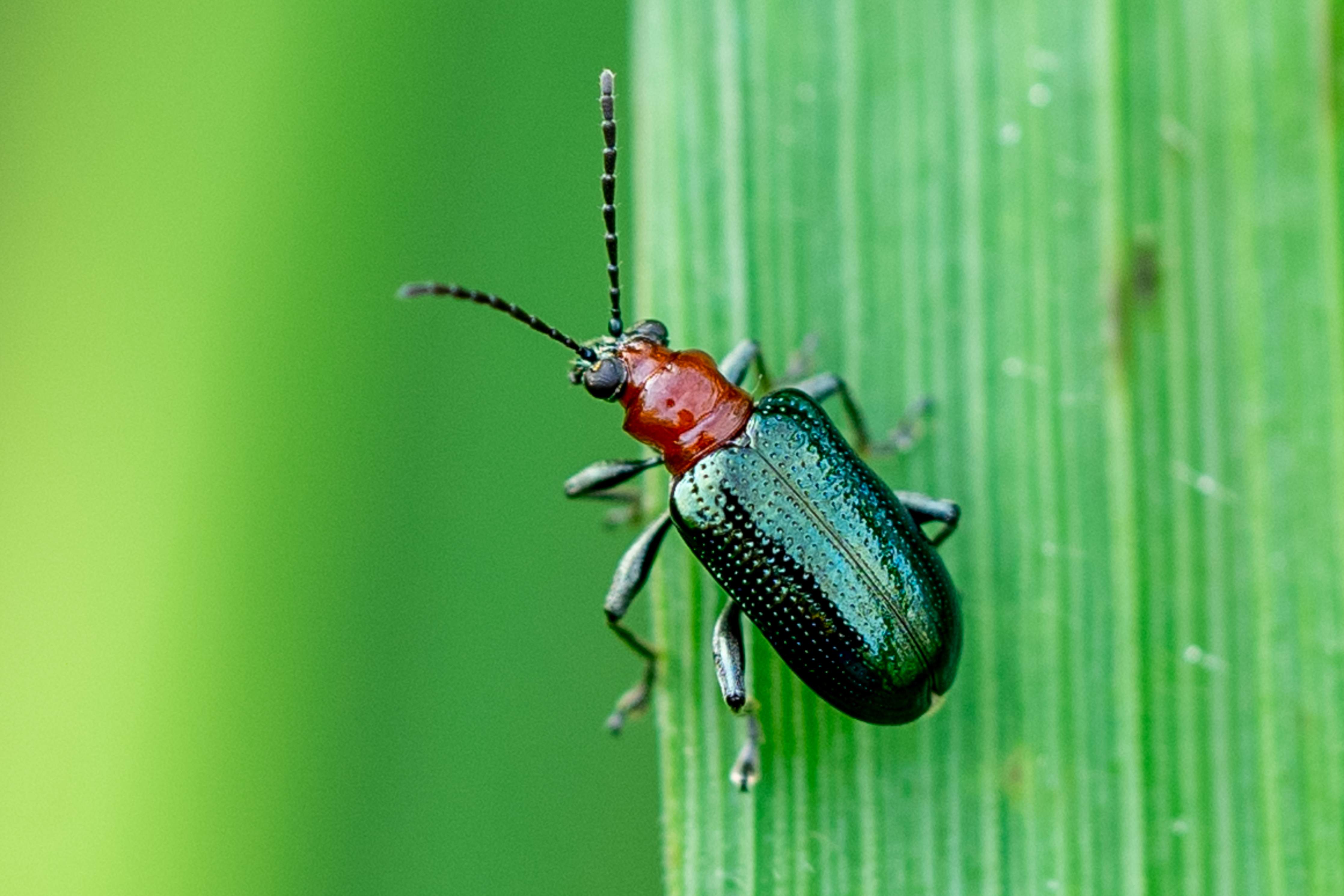 Wandverkleidung außen-Käfer auf Blatt