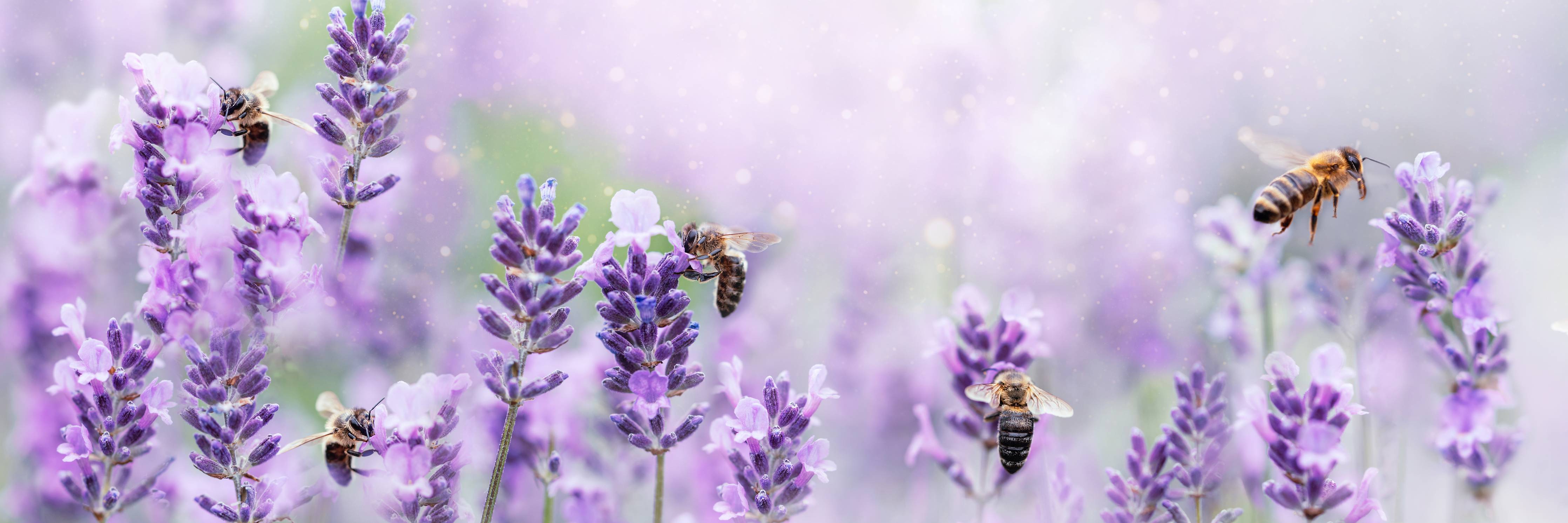 Wandverkleidung außen-Lavendelfeld mit Bienen