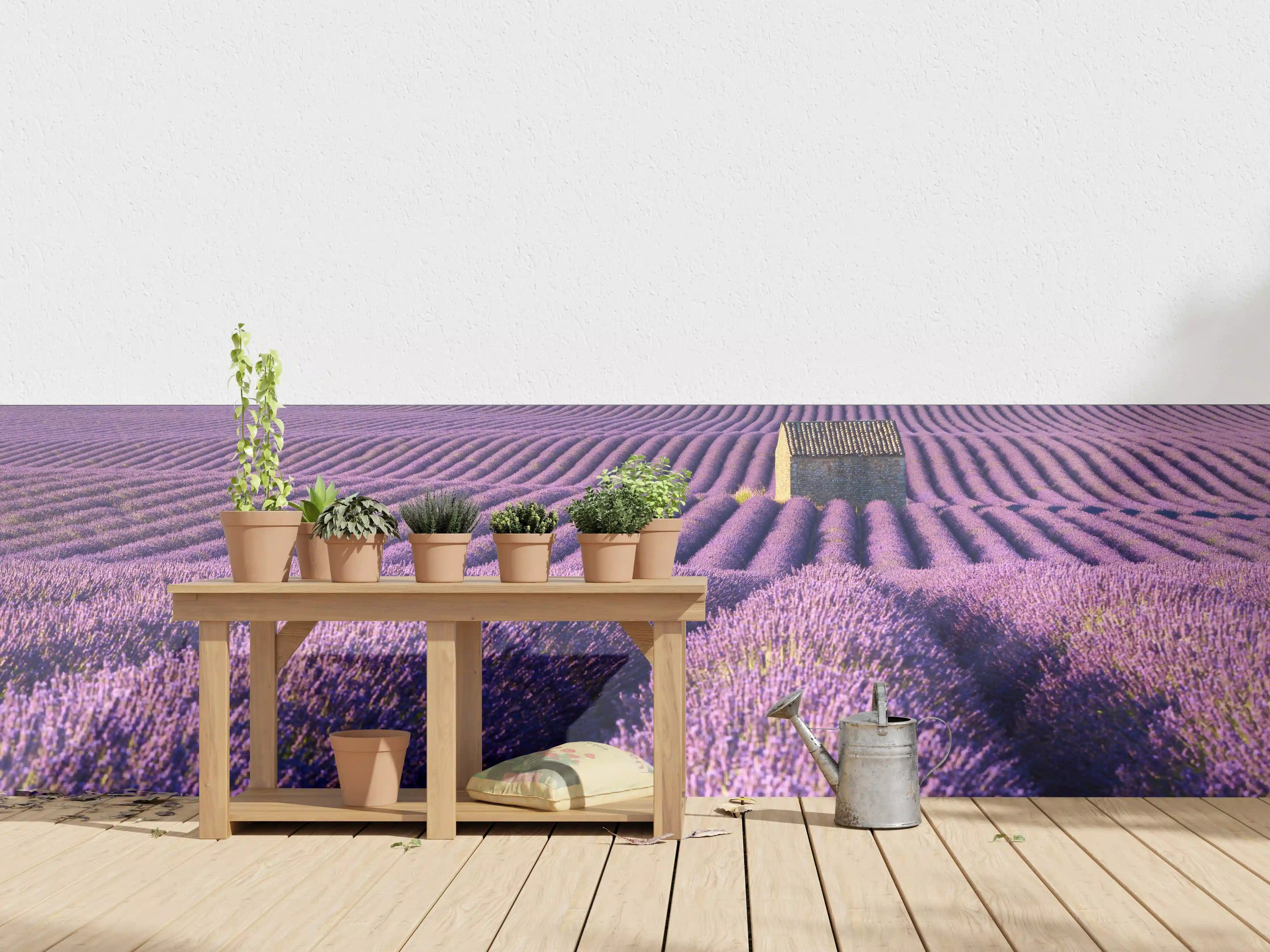 Wandverkleidung außen - Lavendelfelder auf dem Plateau de Valensole