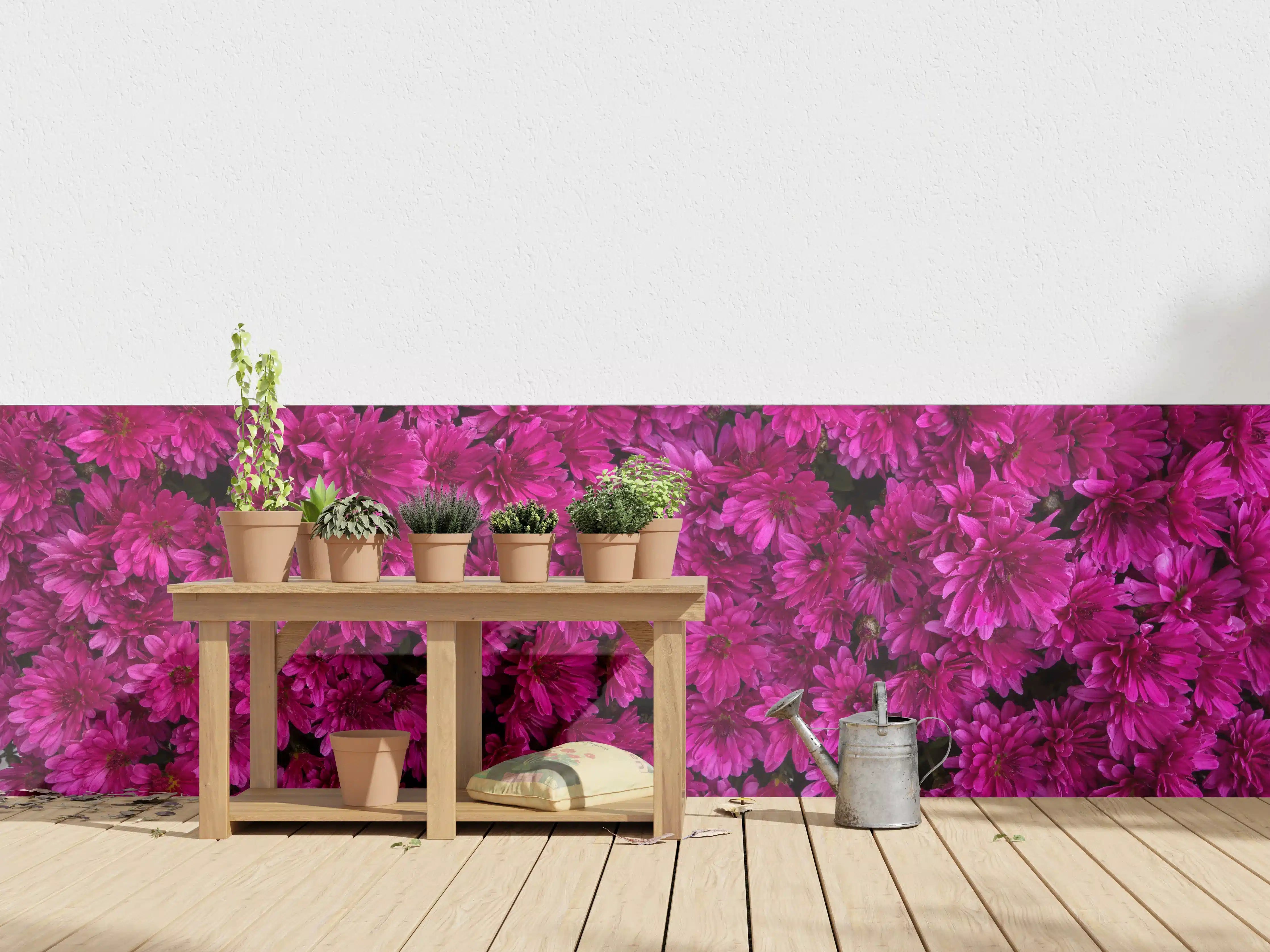 Wandverkleidung außen - Magenta Blüten von Chrysanthemen