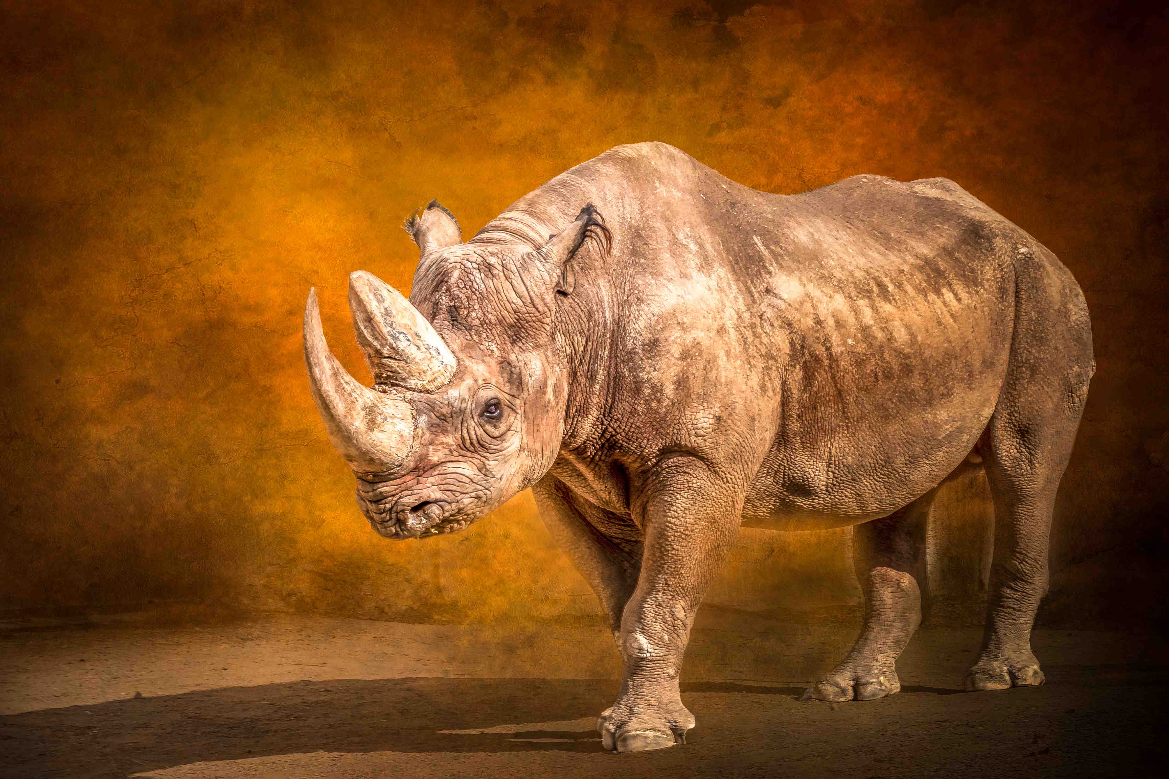 Wandverkleidung außen-Majestätisches Nashorn