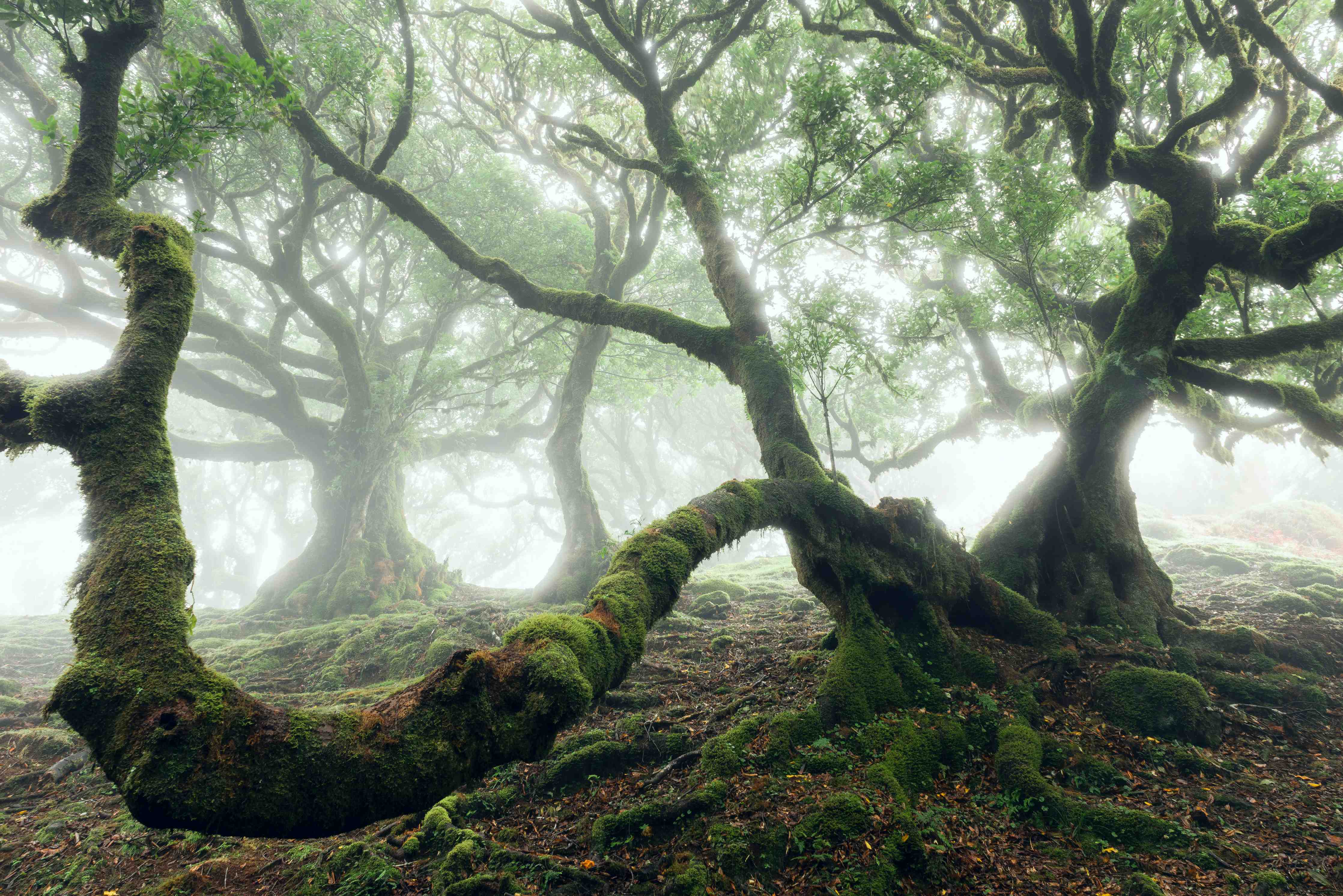 Wandverkleidung außen-Nebeliger, mystischer Wald