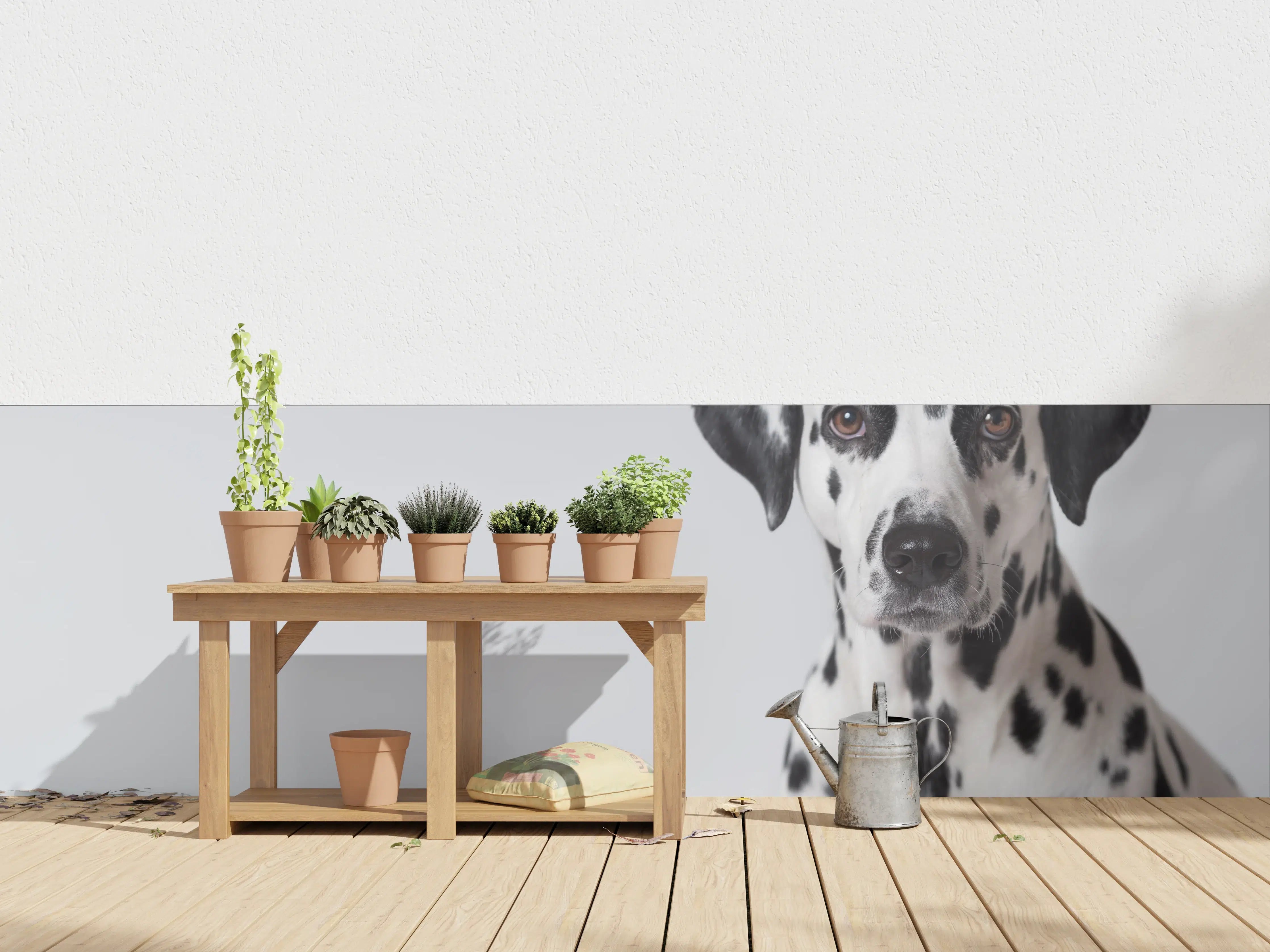 Wandverkleidung außen - Portrait eines Dalmatiners auf weißem Hintergrund