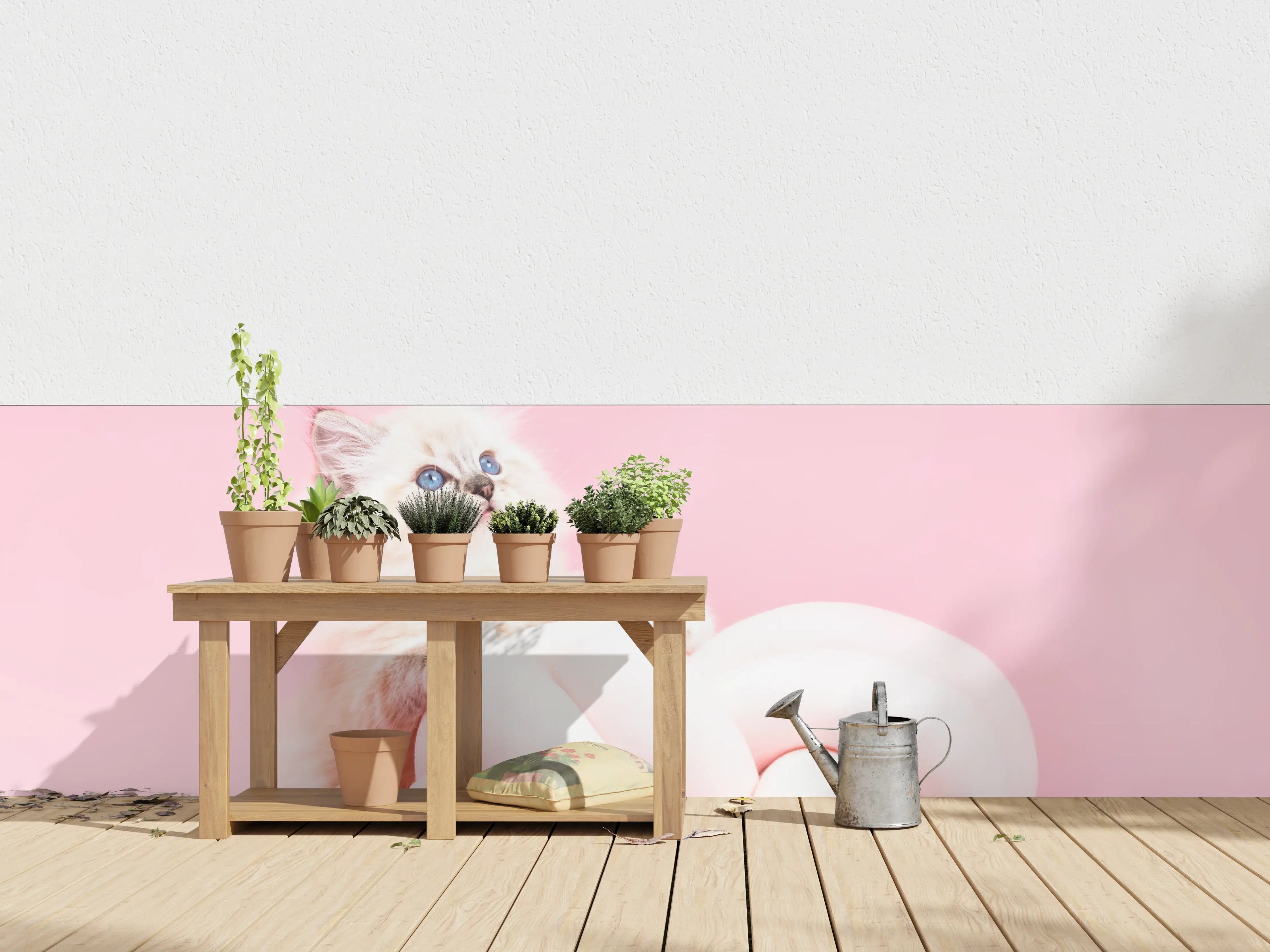 Wandverkleidung außen - Ragdoll Katze auf Pinken Hintergrund