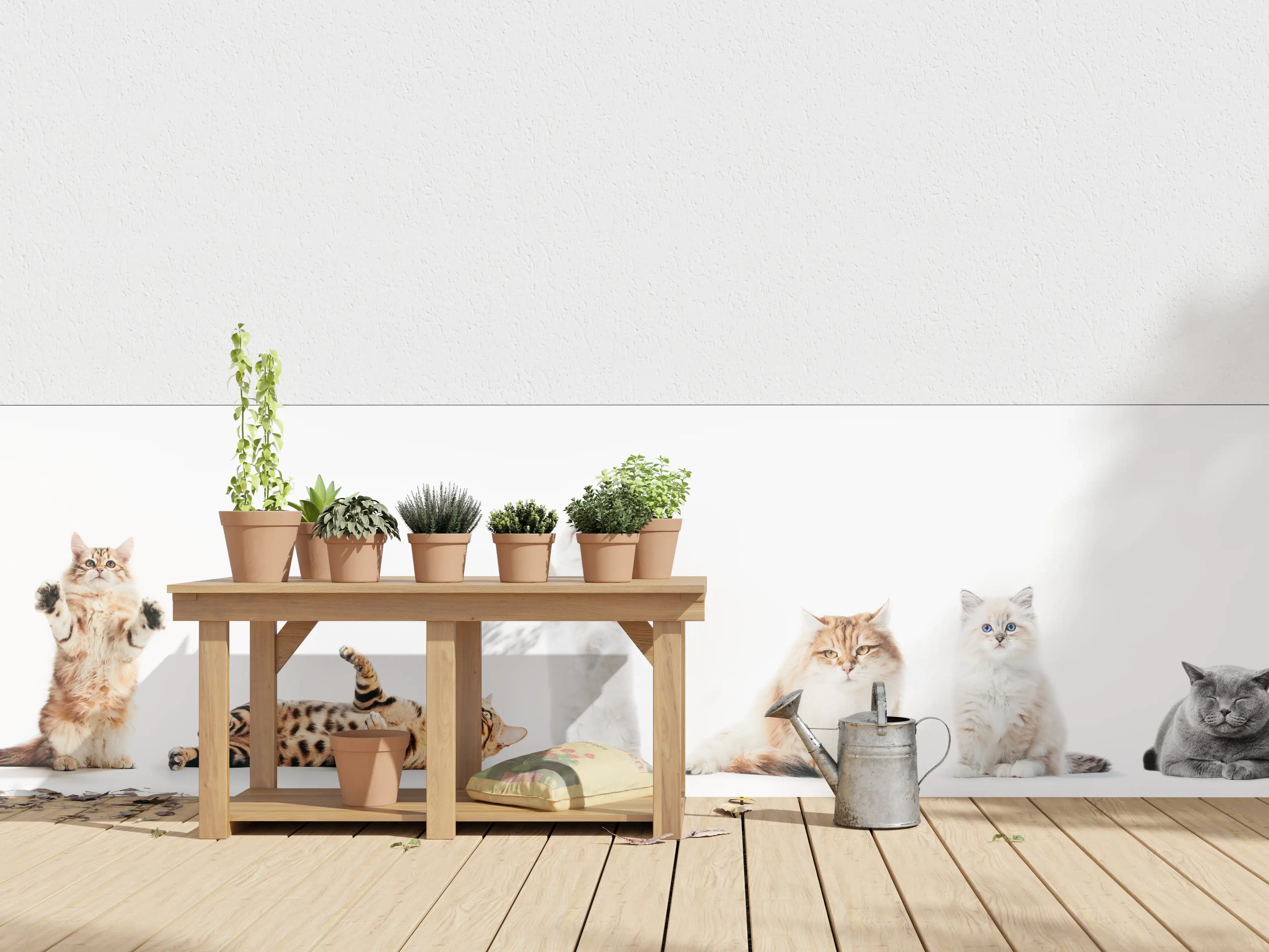 Wandverkleidung außen - Reinrassige Katzen Weiß-Sammlung