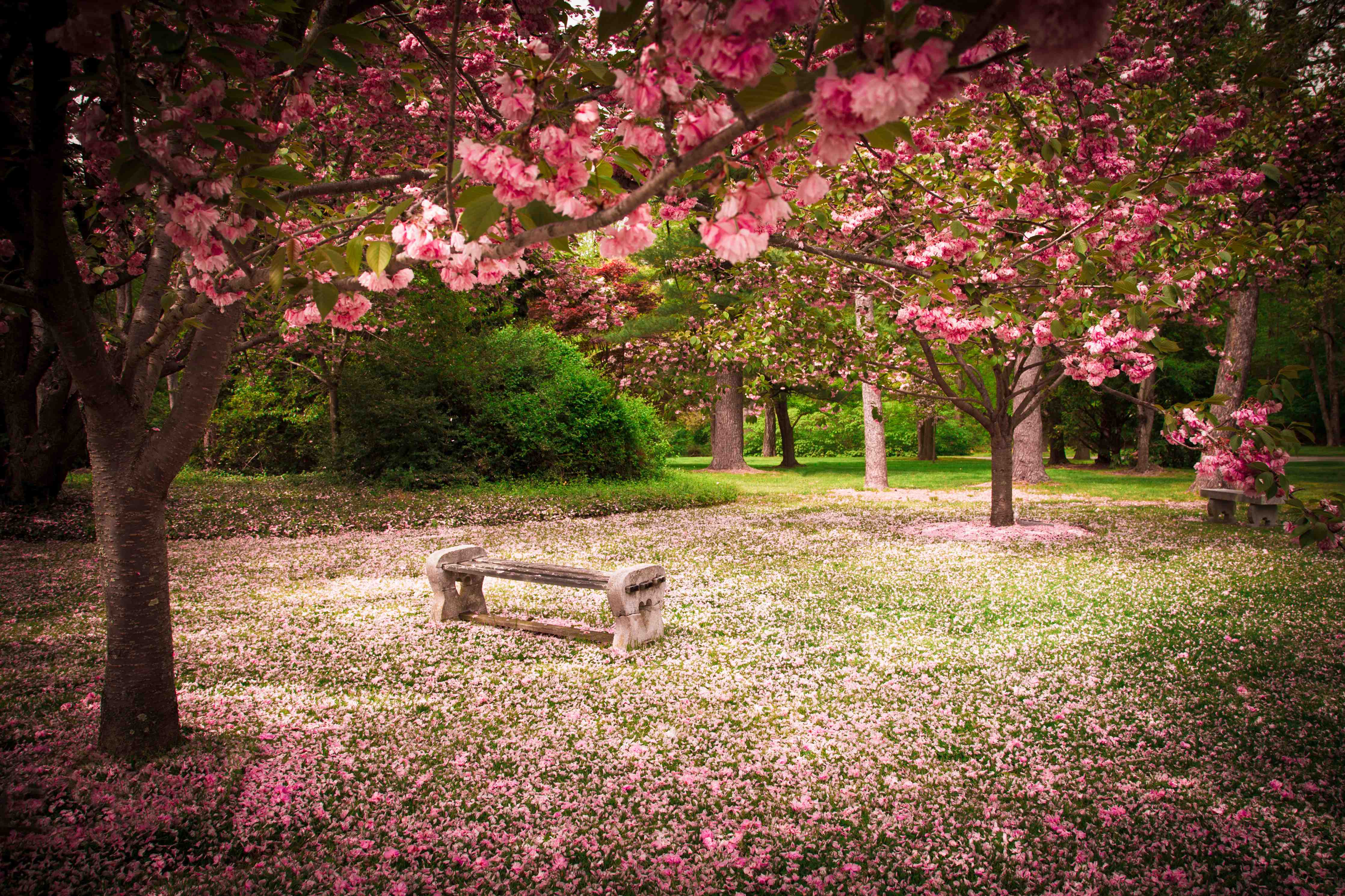 Wandverkleidung außen-Rosenblüten im Frühlingsgarten