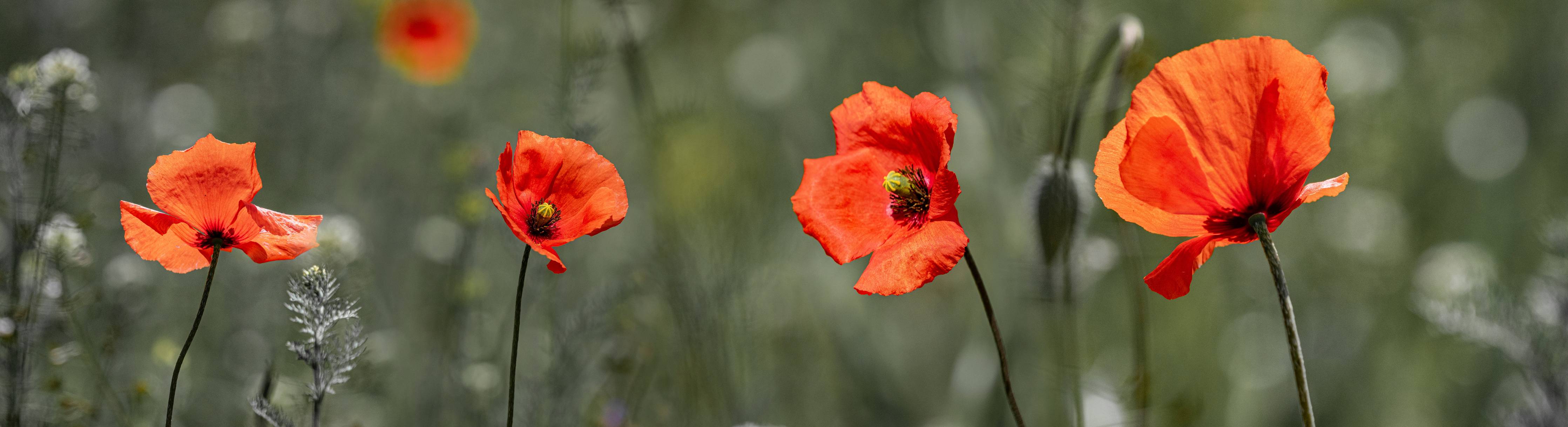 Wandverkleidung außen-Roter Mohn inmitten des Grüns