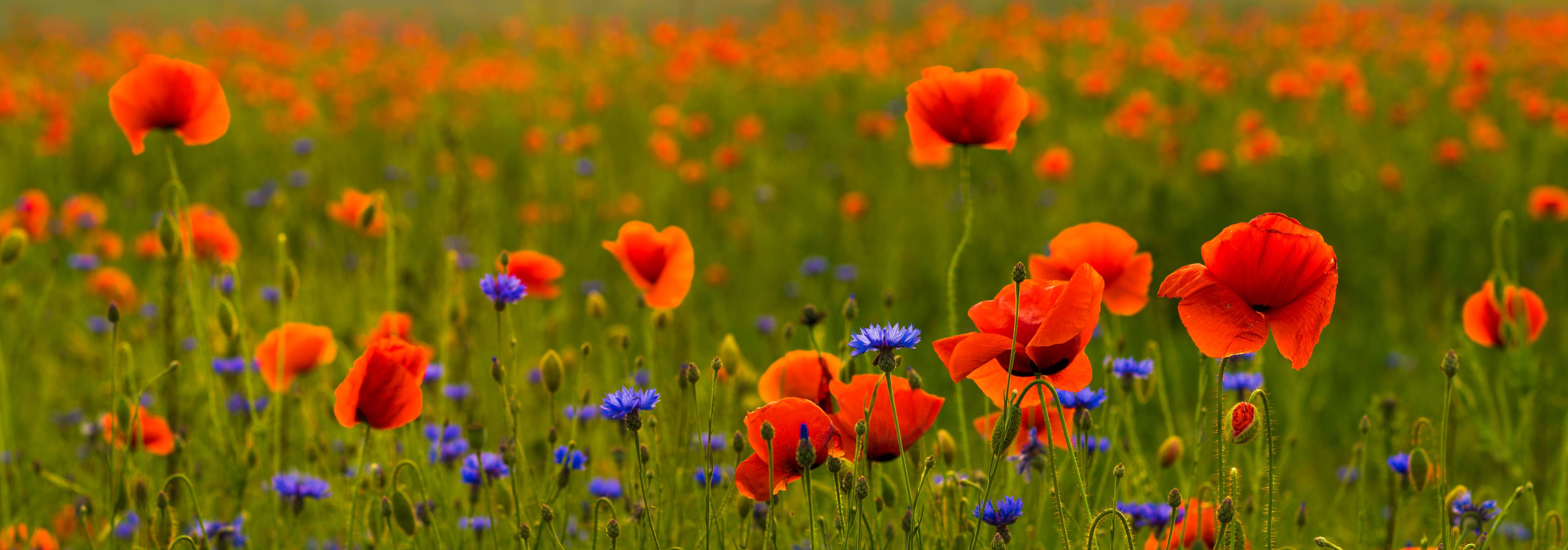 Wandverkleidung außen-Rotes Mohnfeld mit Kornblumen