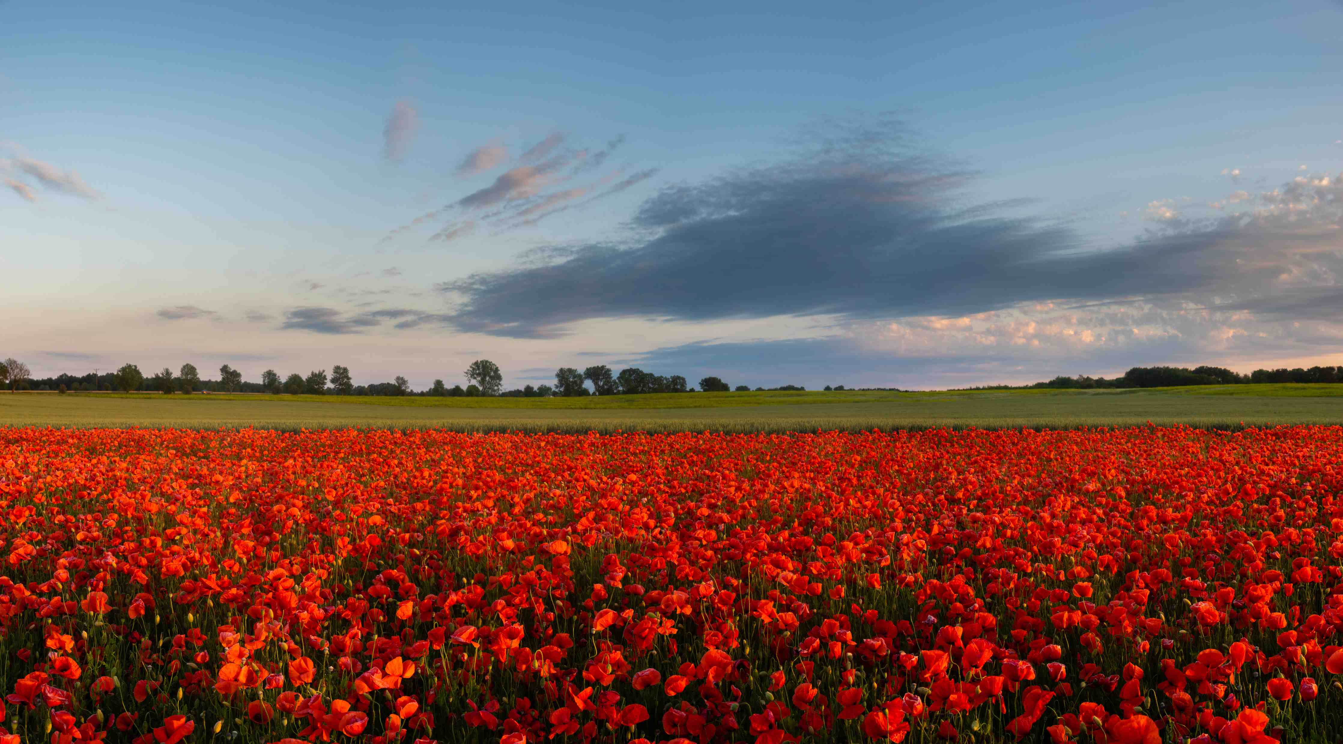Wandverkleidung außen-Rotes Mohnfeld unter blauem Himmel