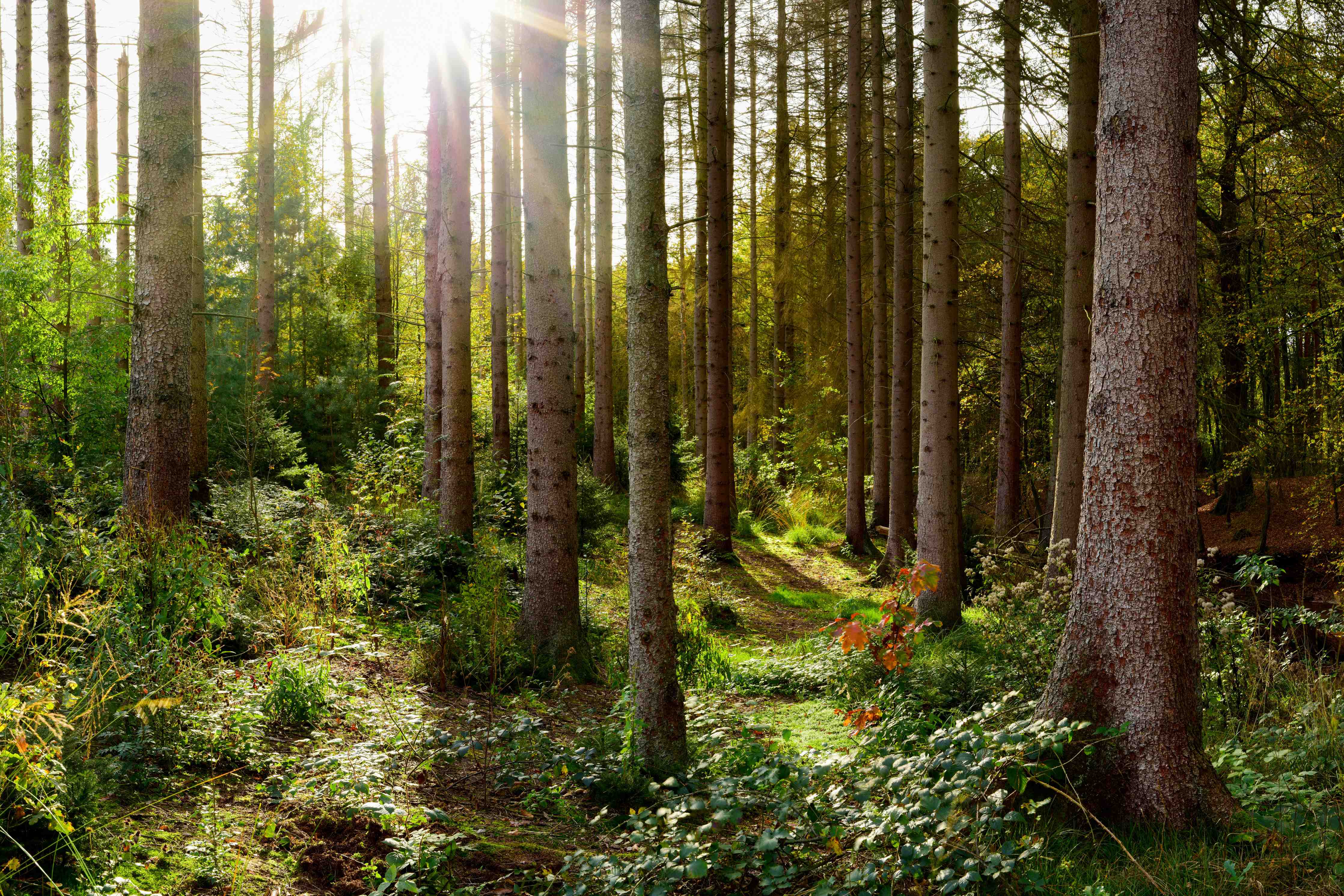Wandverkleidung außen-Schöner Fichtenwald im Herbst