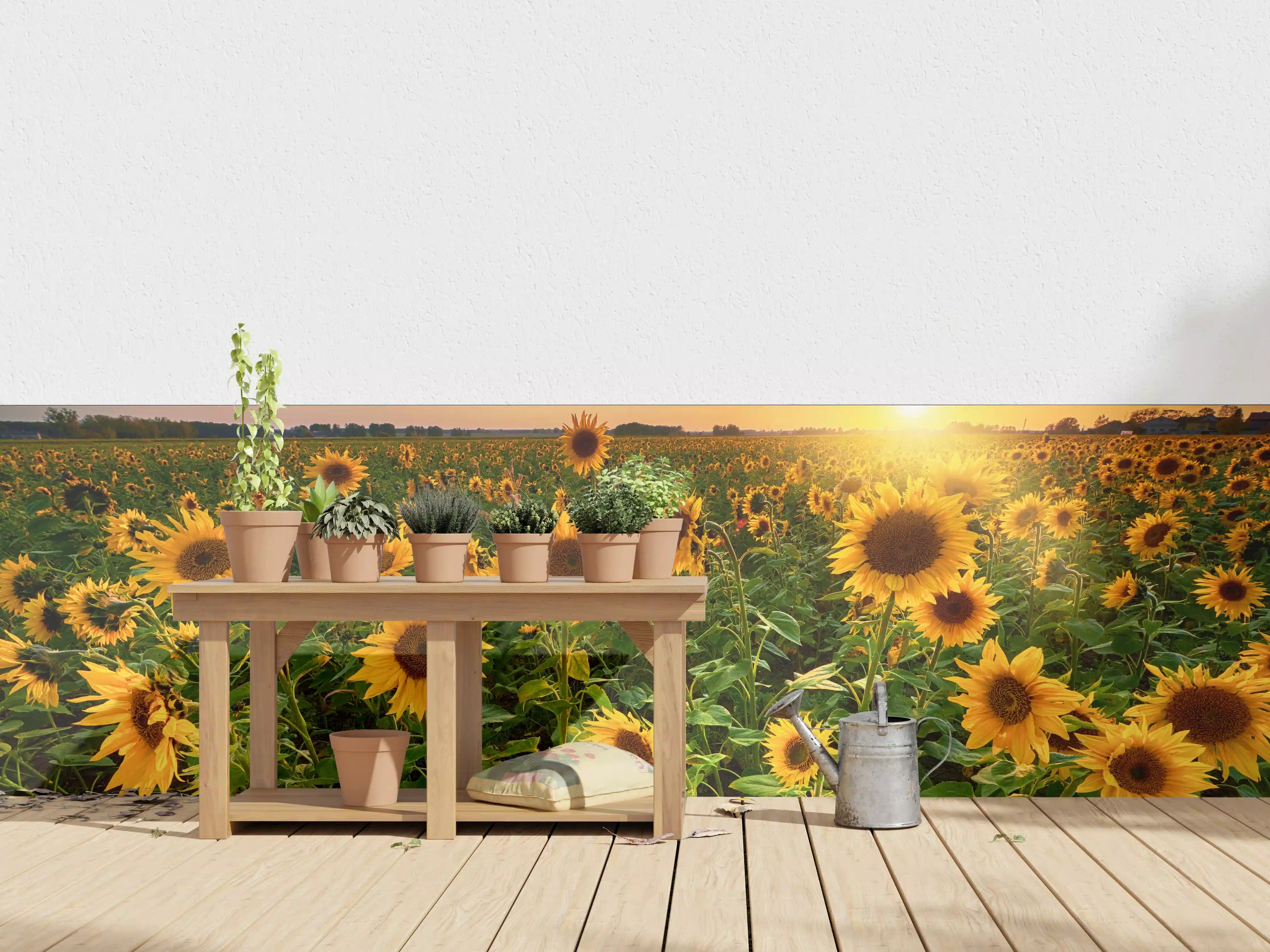 Wandverkleidung außen - Sonnenuntergang über Sonnenblumenfeld in Hessen