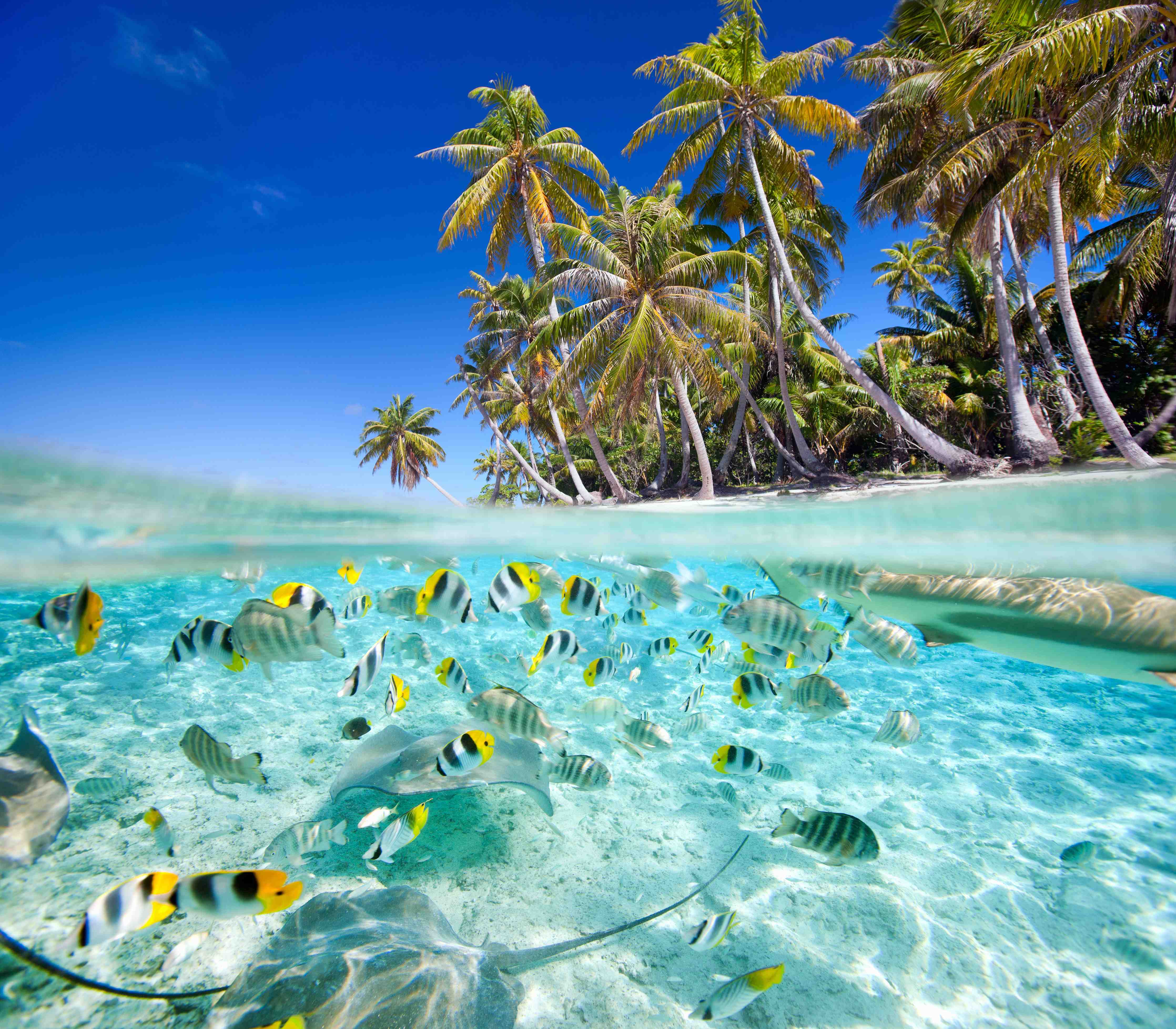 Wandverkleidung außen-Tahiti - über und unter Wasser