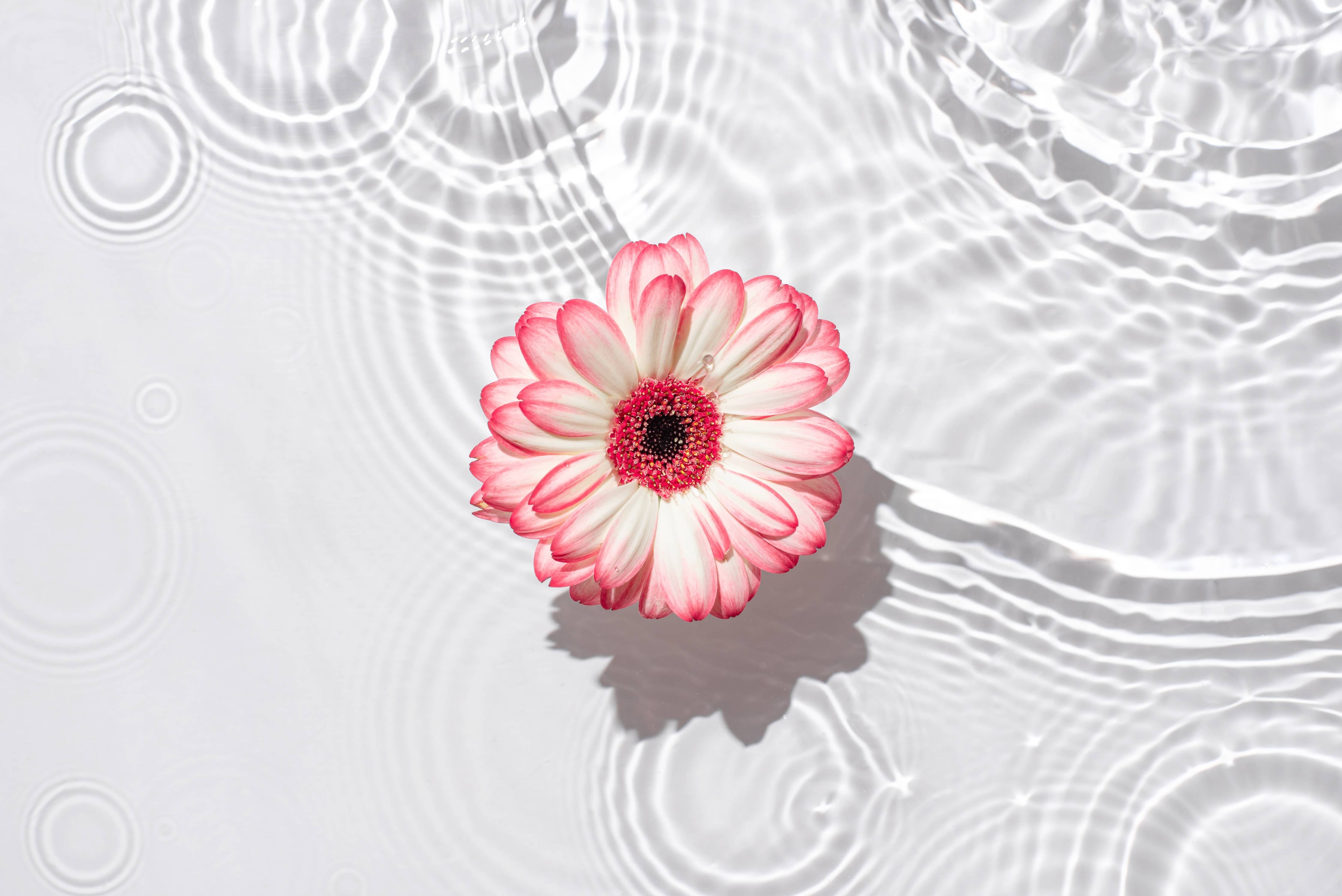 Wandverkleidung außen-Weiße Wasserblume in Rosa