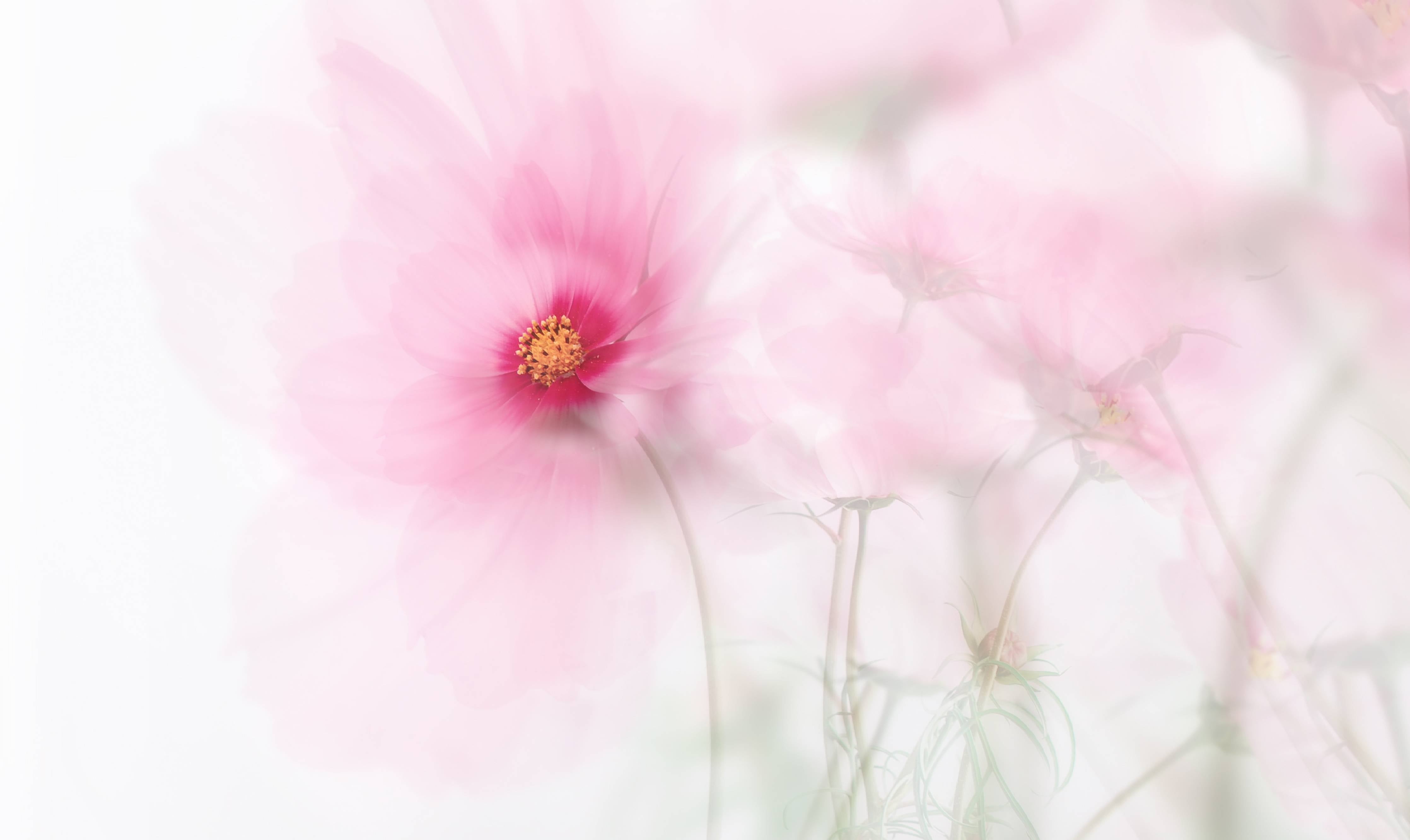 Wandverkleidung außen-Zarte rosa Blüten mit sanften Farbverläufen