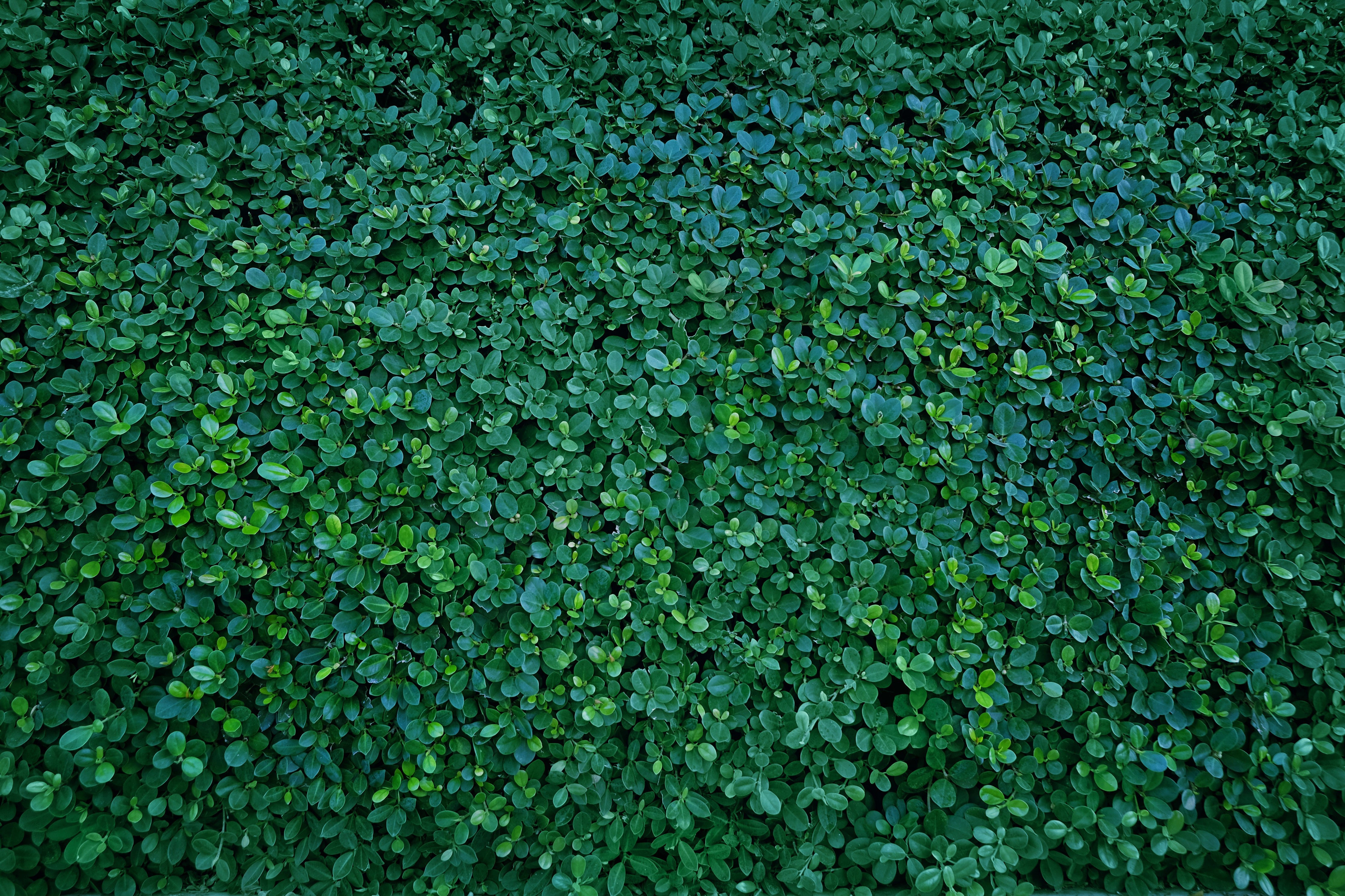 Waschbecken-Rückwand-Blätterteppich grüne Natur-Pflanzenwand