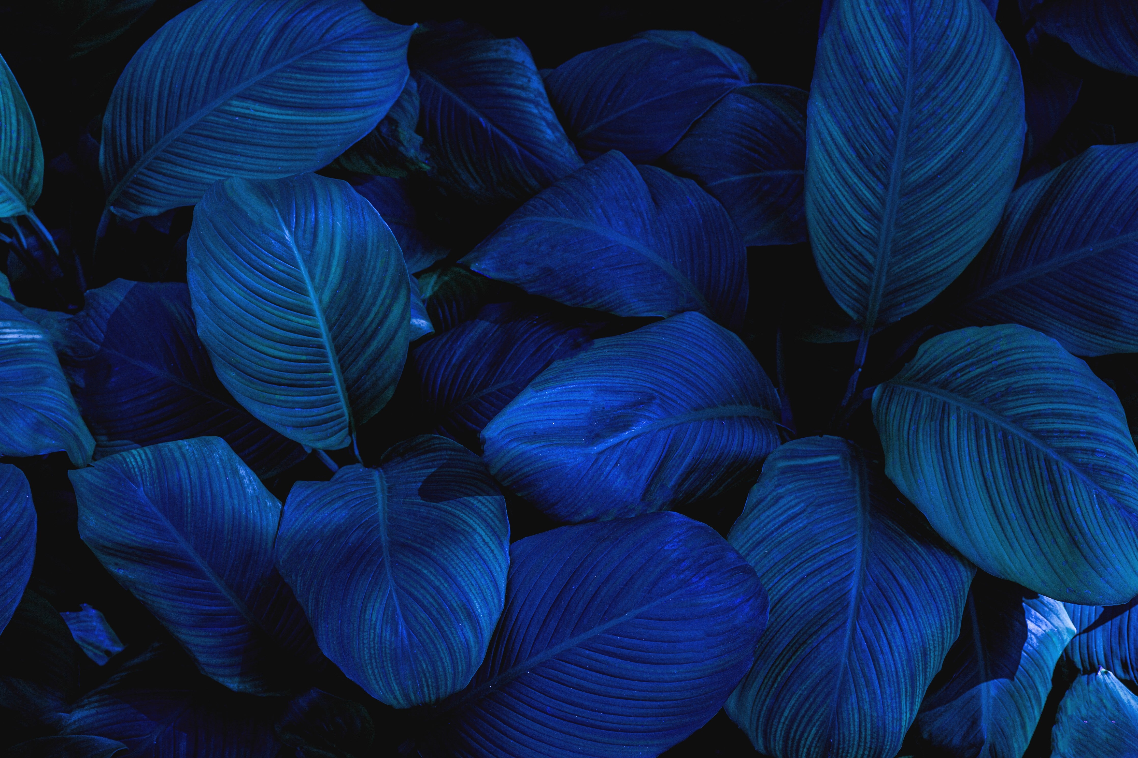 Waschbecken-Rückwand-Blaues Blätter-Design Pflanzenmuster