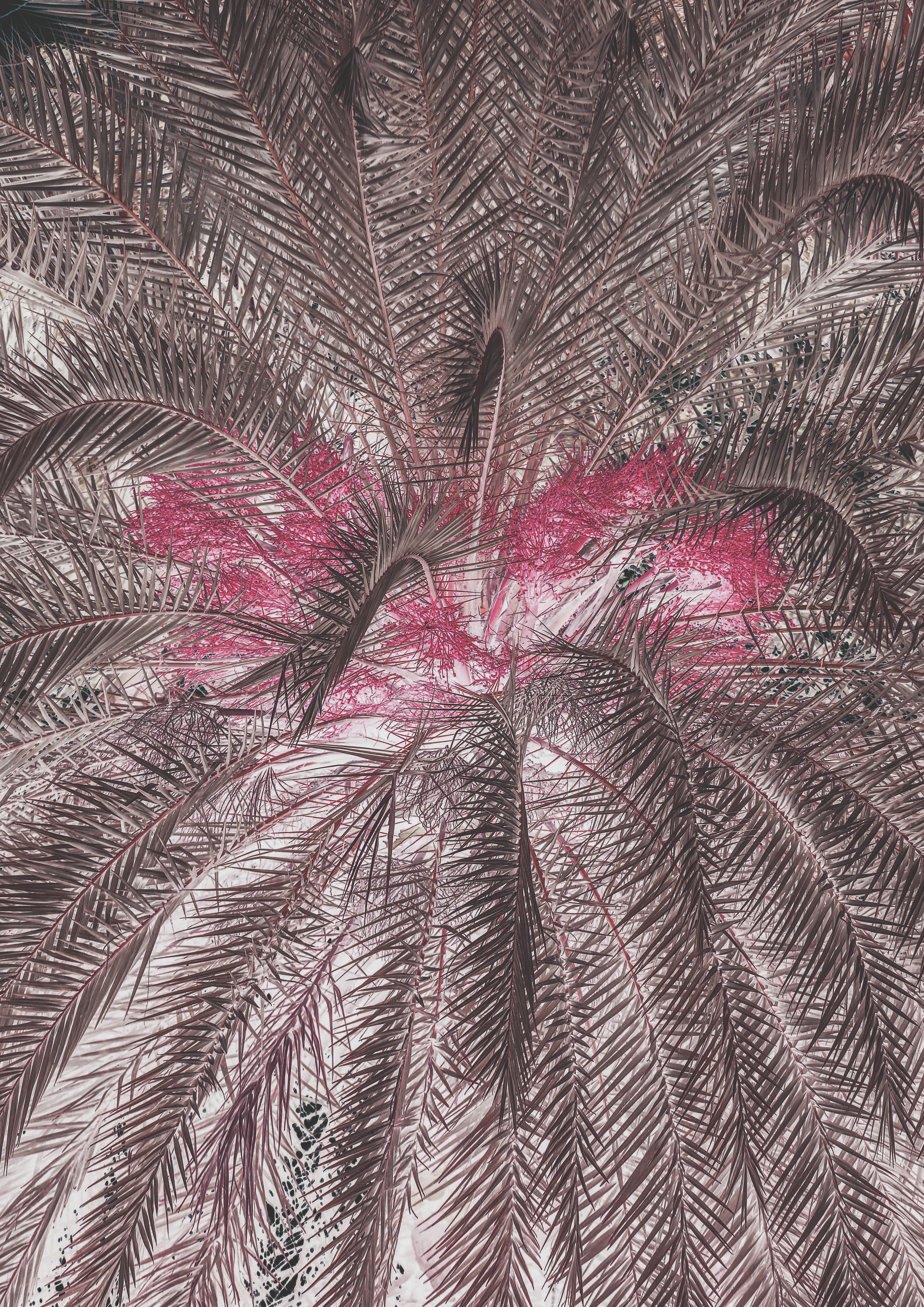 Waschbecken-Rückwand-Exotische Palmenfeder-Optik Rosa Braun