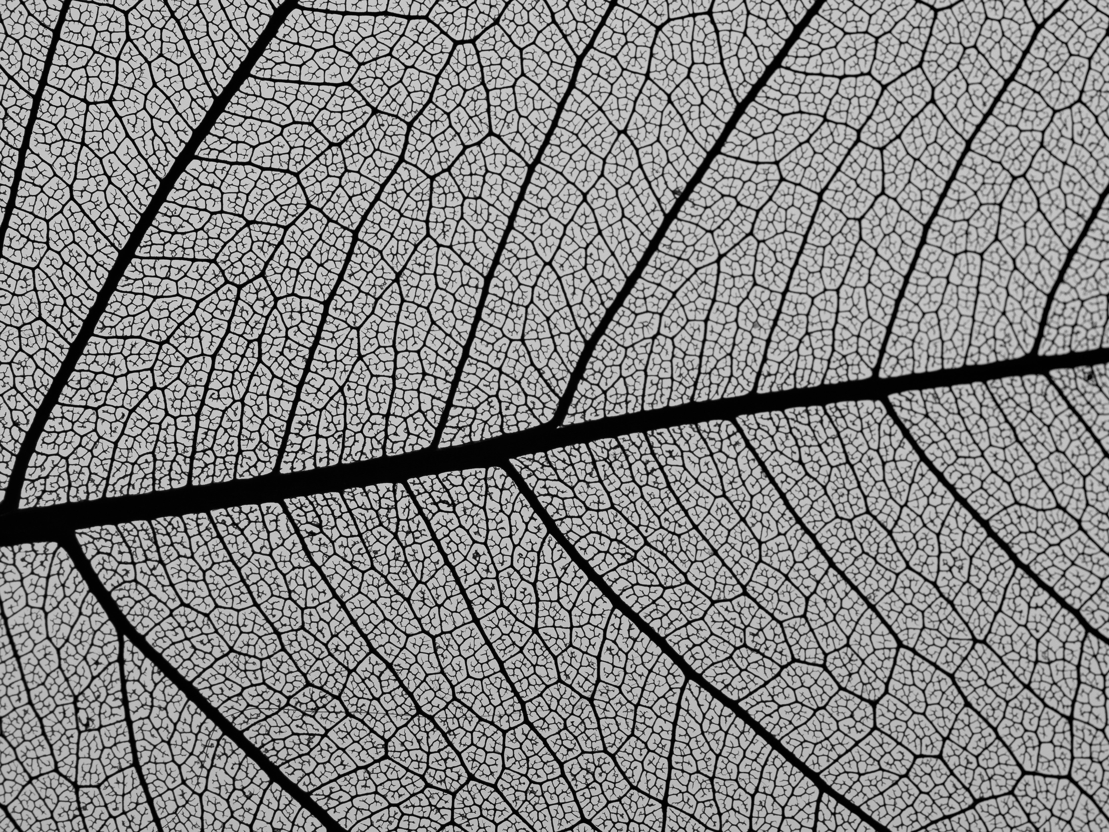 Waschbecken-Rückwand-Feine Blattstruktur in Schwarz-Weiß