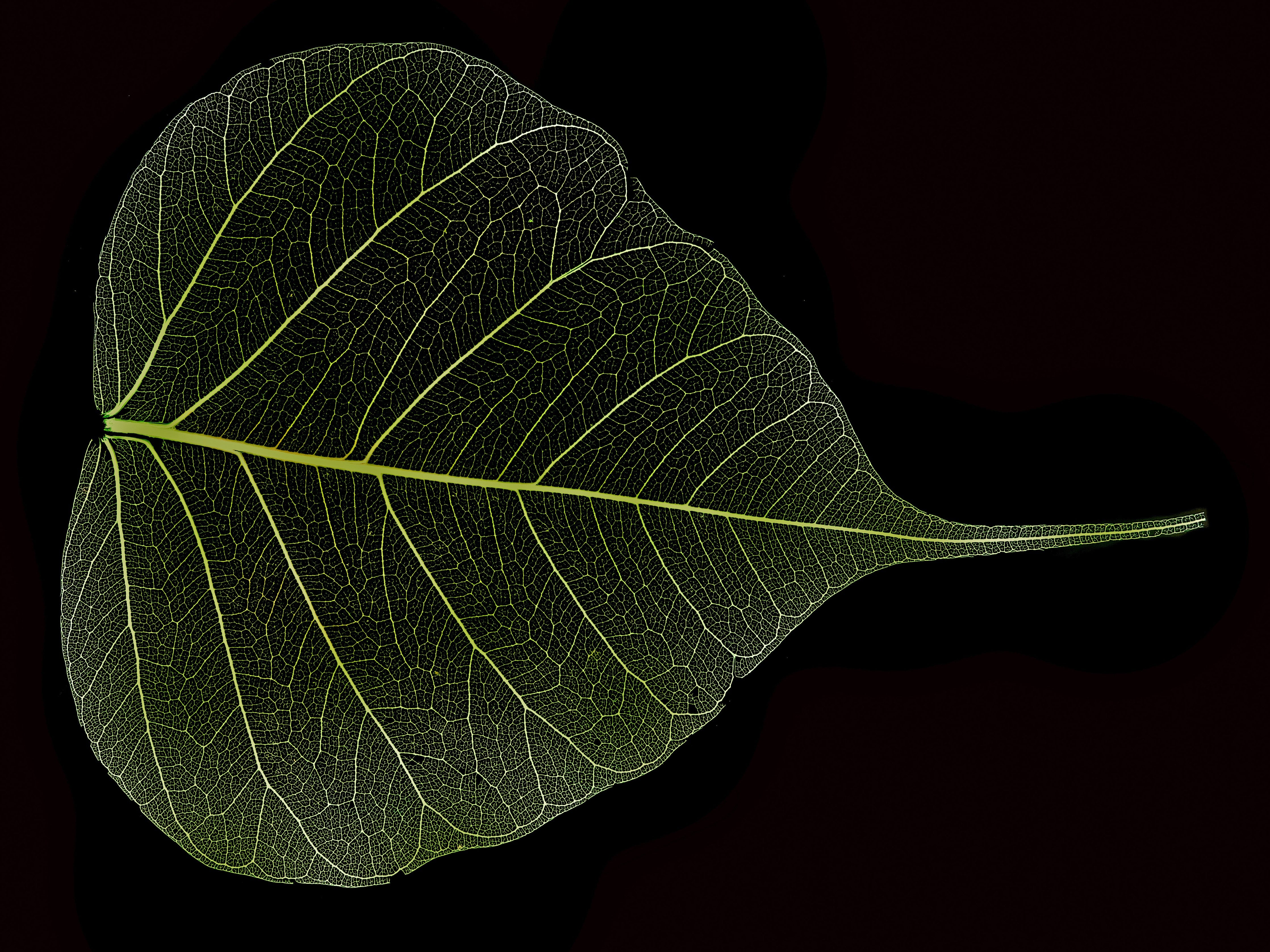 Waschbecken-Rückwand-Filigranes Blatt auf Schwarz – Naturmotiv
