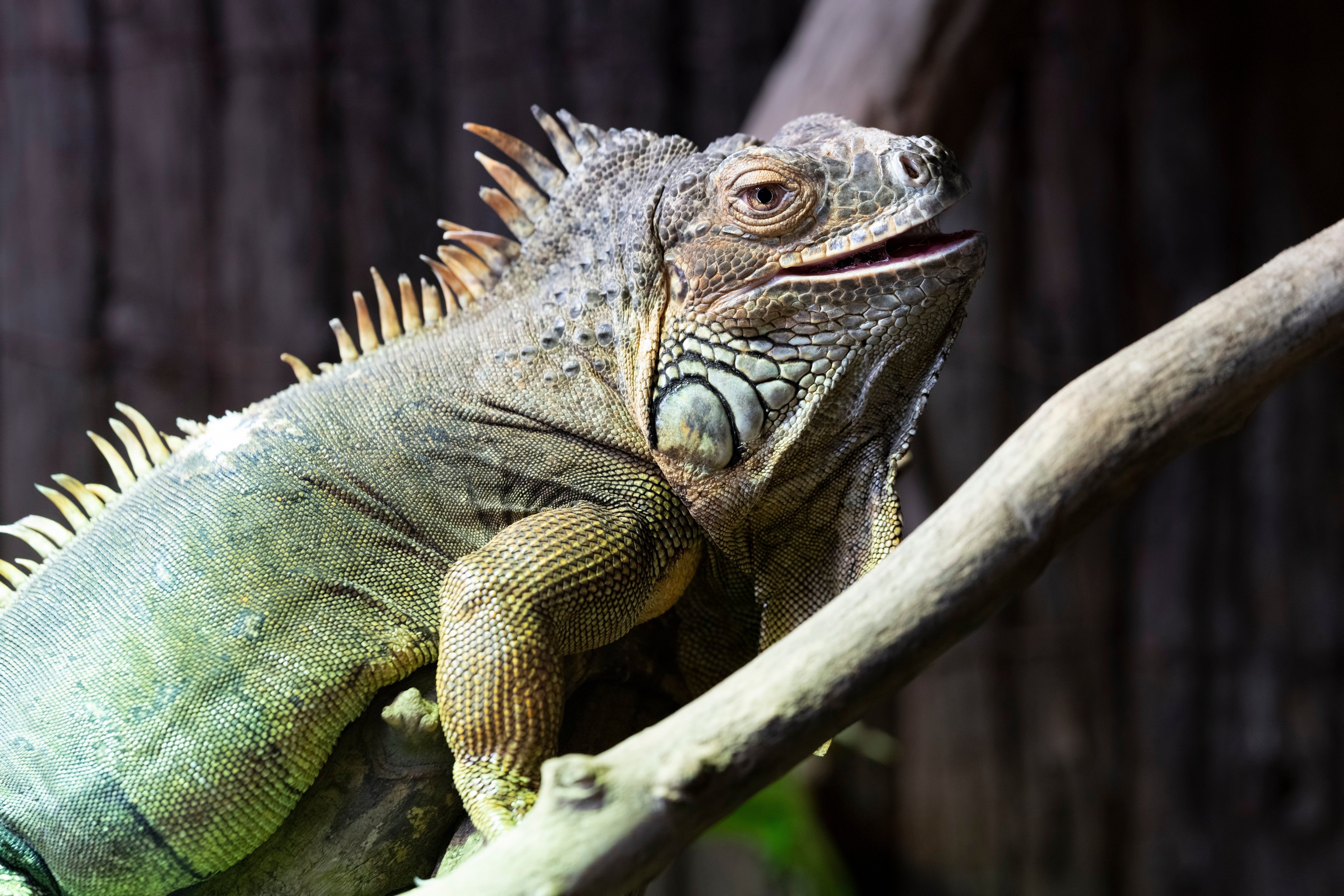 Waschbecken-Rückwand-Iguana auf Ast – Exotische Tieraufnahme