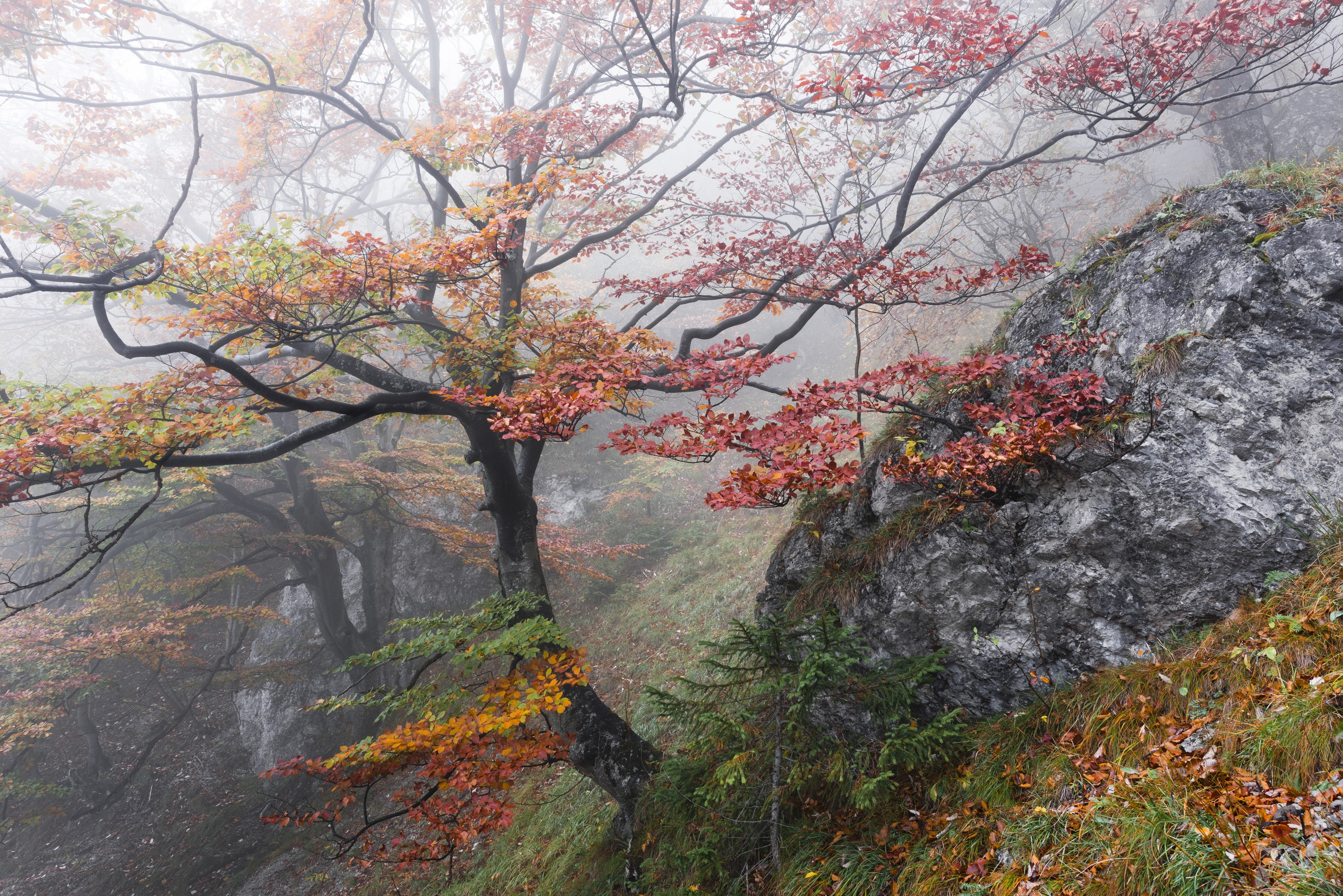 Waschbecken-Rückwand-Mystischer Herbstwald im Nebel
