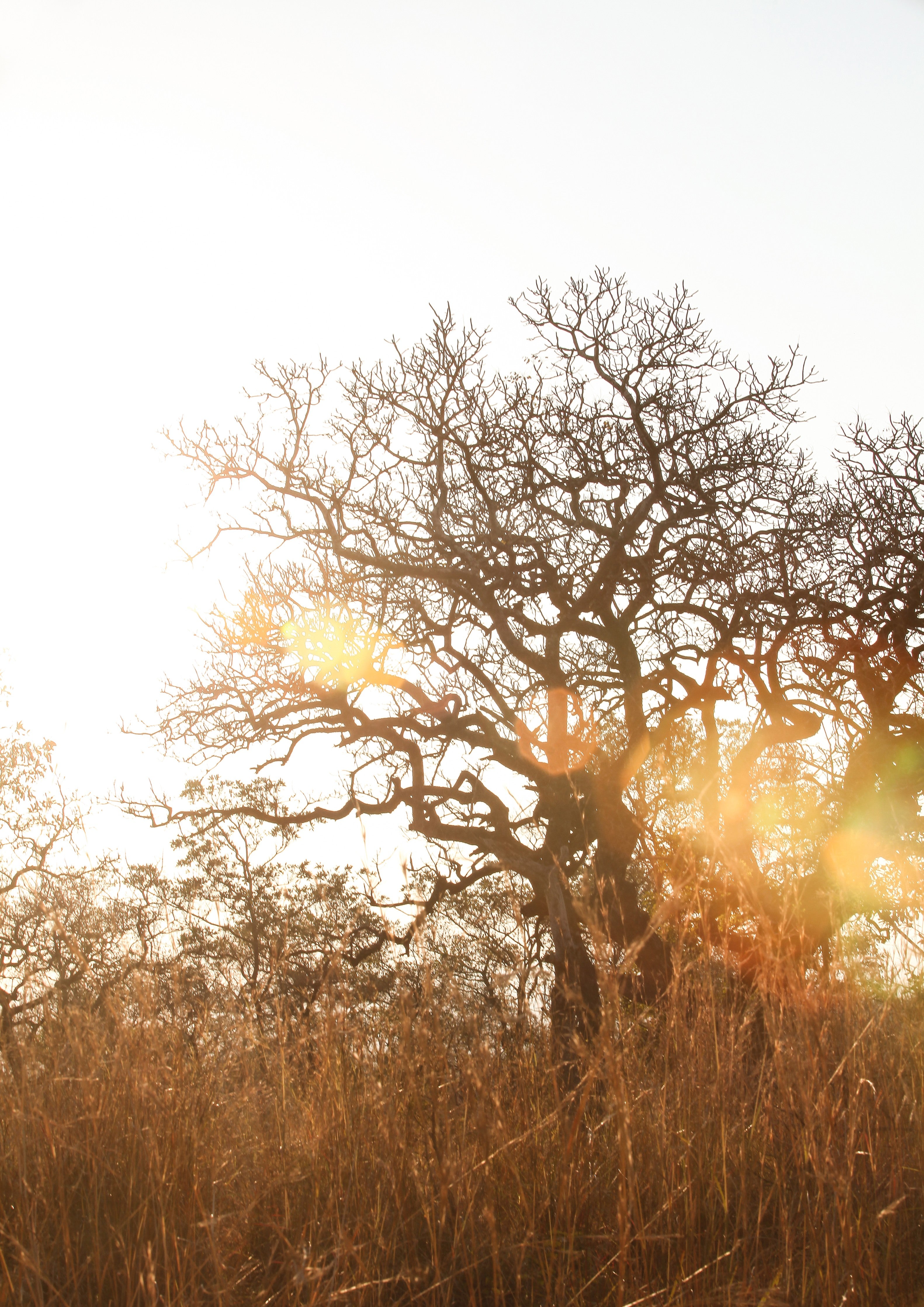 Waschbecken-Rückwand-Natürlicher Sonnenflare-Baum im Gegenlicht