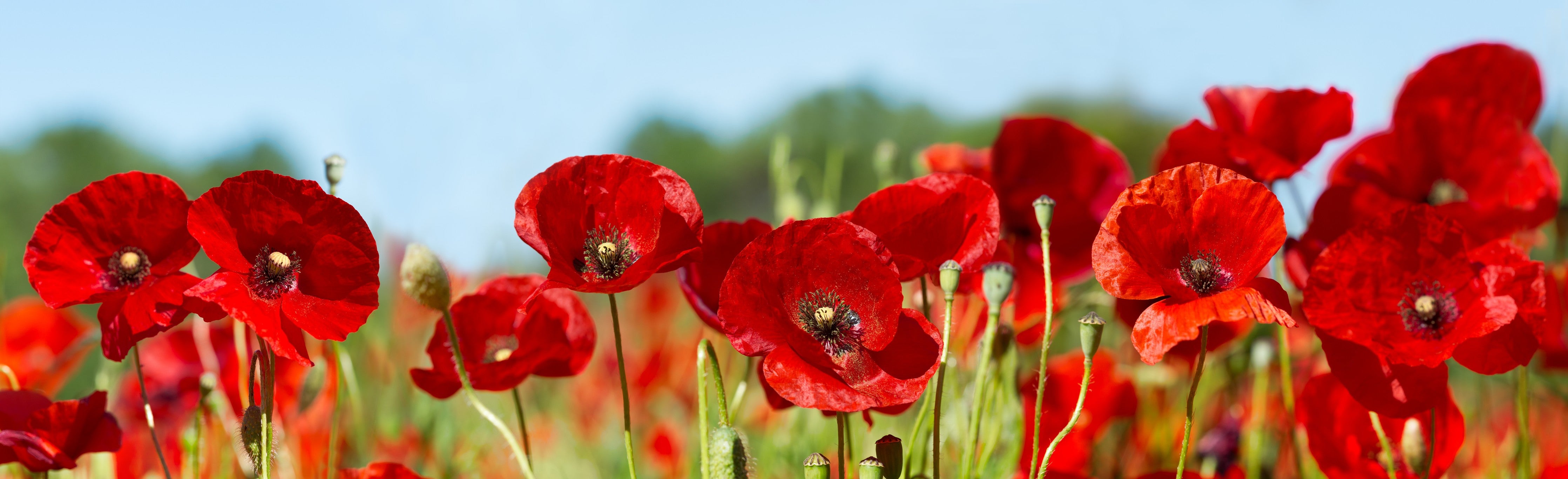 Waschbecken-Rückwand-Rote Mohnblumen auf Sommerwiese Panorama