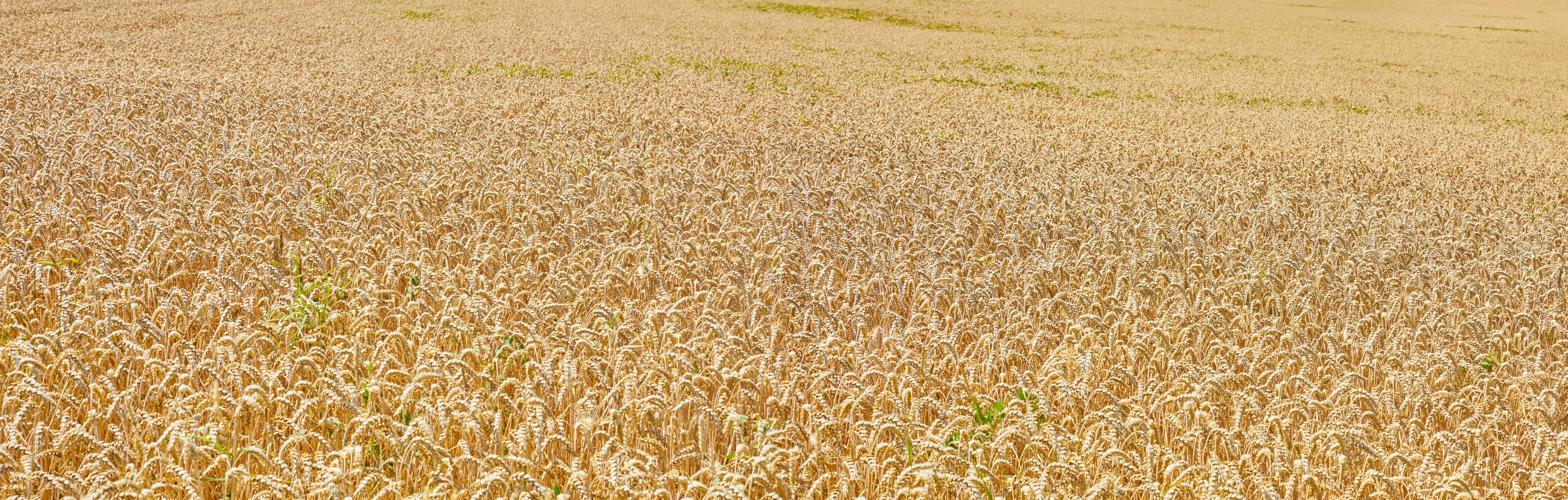 Waschbecken-Rückwand-Sanfte Grau-Weizenlandschaft im Licht