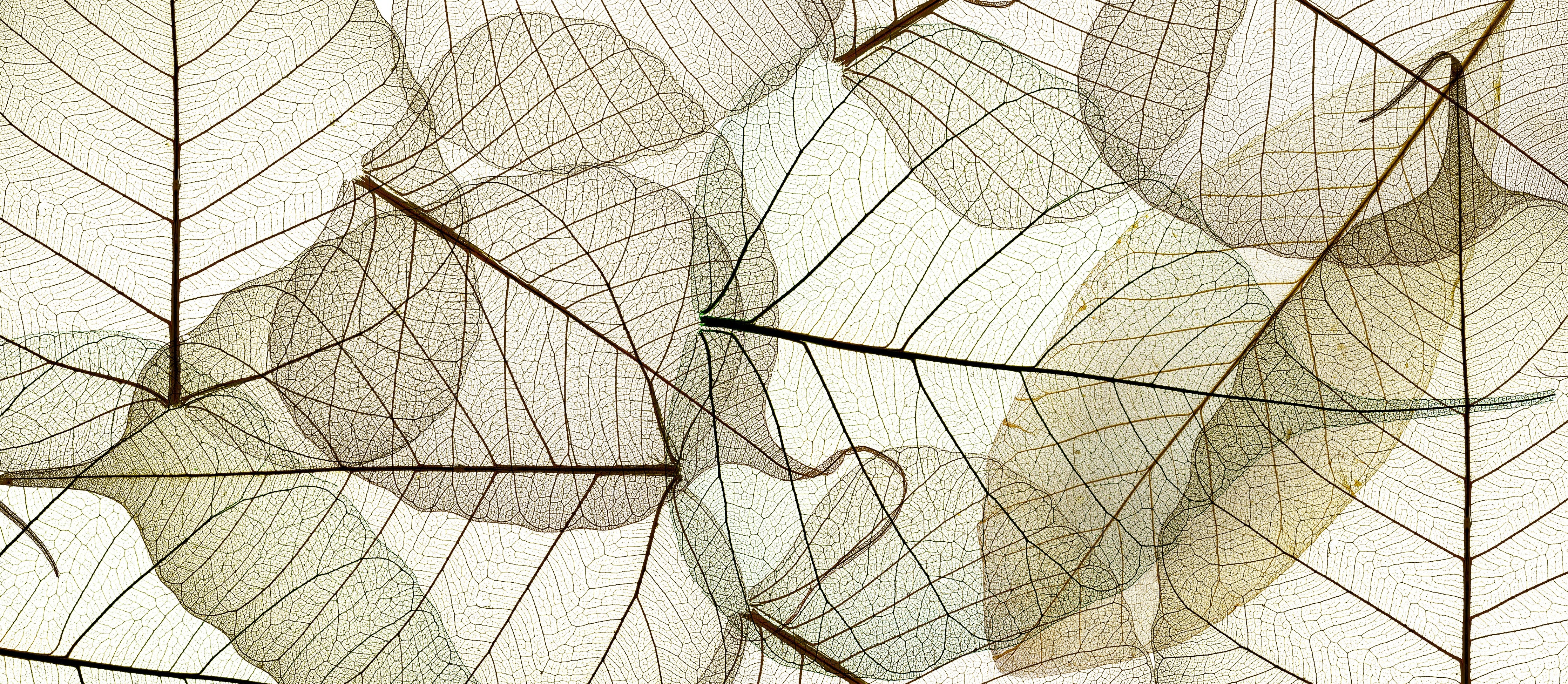 Waschbecken-Rückwand-Transparente Blätter – Natur Lineart Design