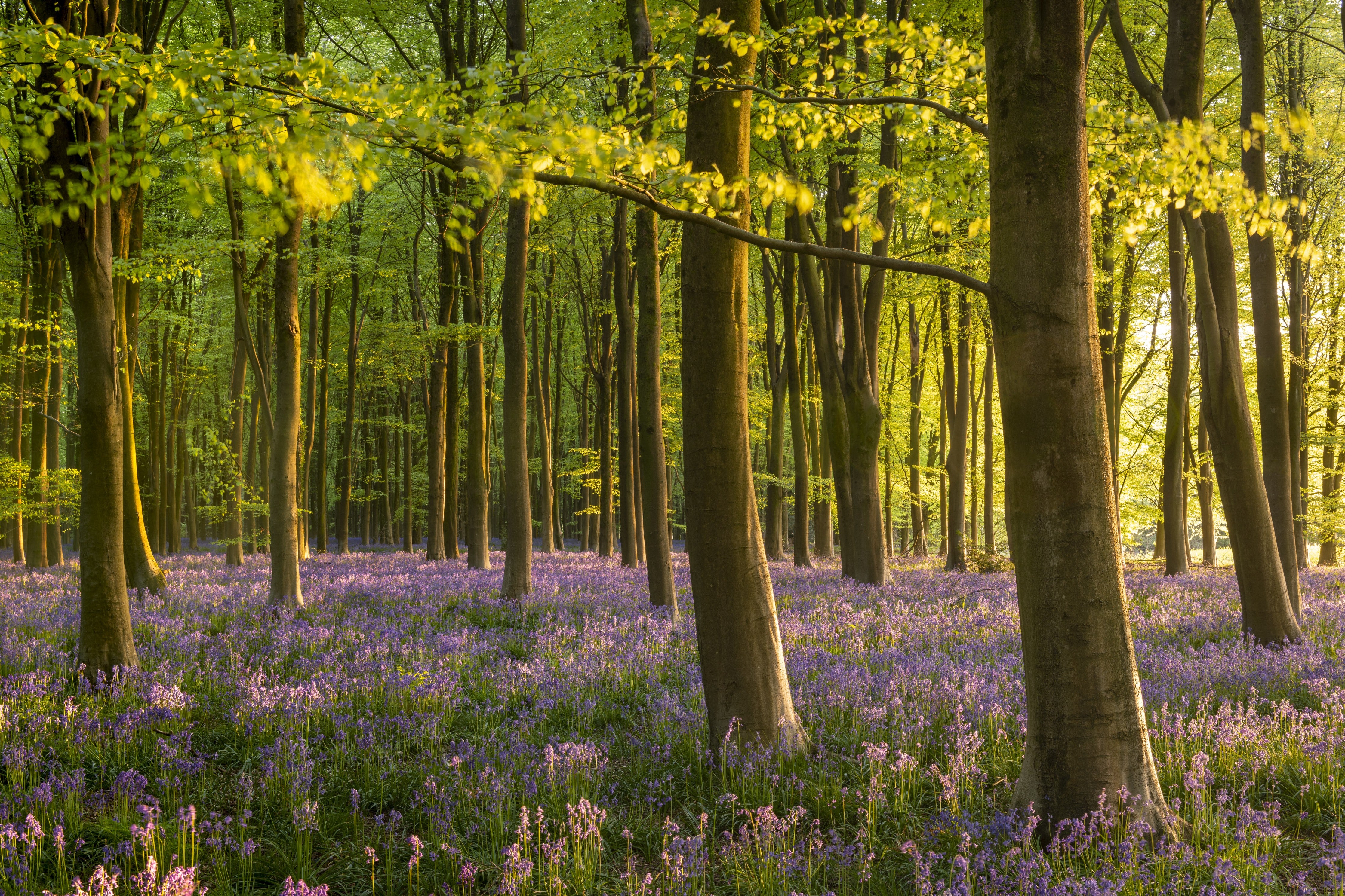 Waschbecken-Rückwand-Wald im Frühlingslicht mit blühendem Boden
