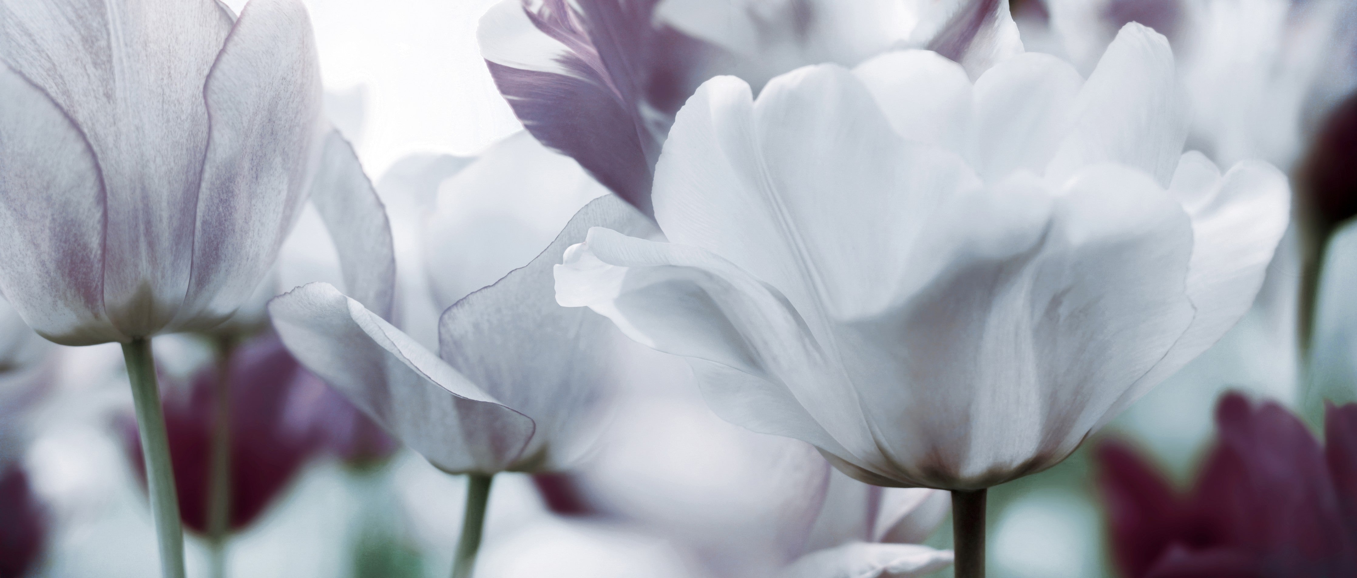 Waschbecken-Rückwand-Weiße Tulpen Blumenmotiv Fotokunst