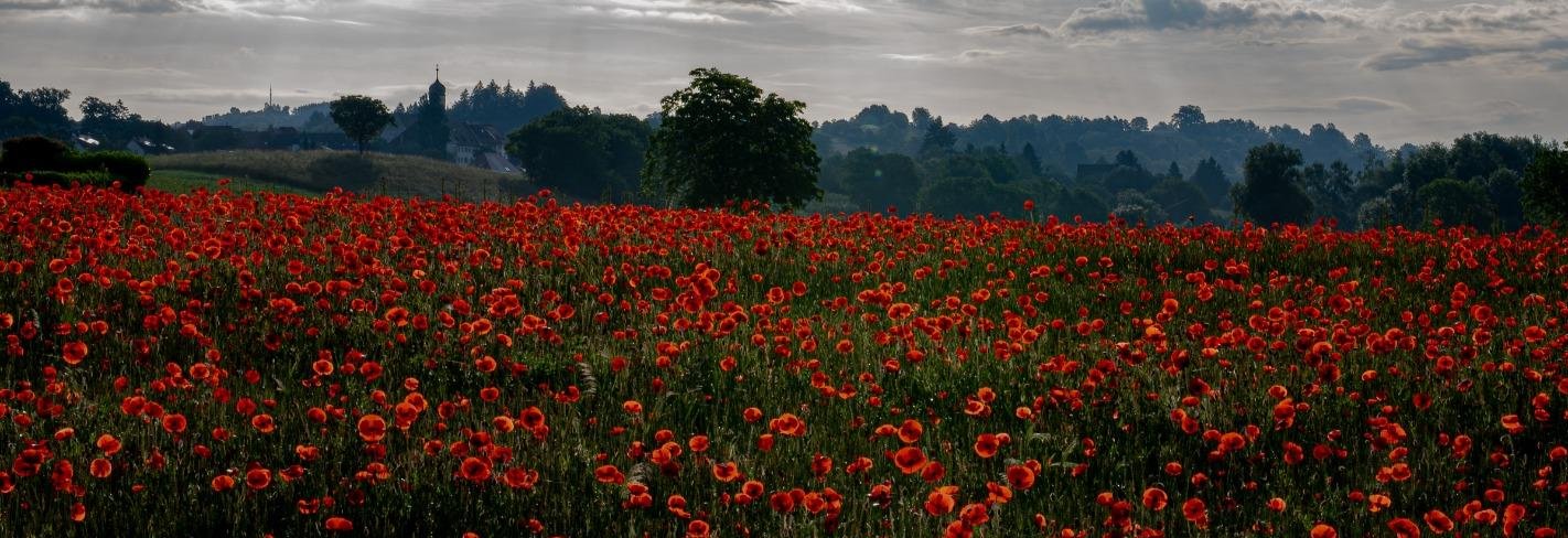 1-52945727291659-40428056740107.jpeg