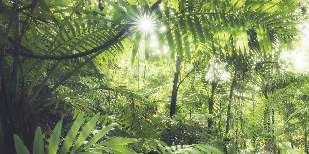 1-53050477019403-66286487732491.jpeg