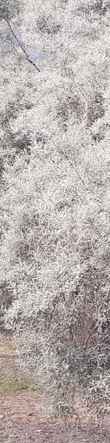1-53130264445195-64793304400139.jpeg