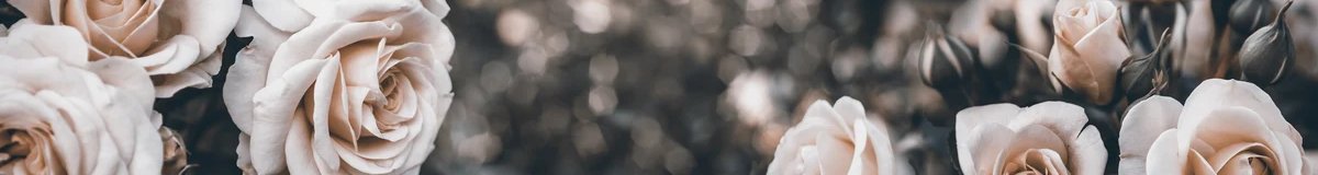 1-53317408456971-64554507993355.jpeg