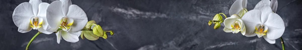 1-53318962905355-60776738816267.jpeg