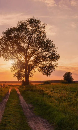Duschrückwand - Panorama Landleben Feldweg