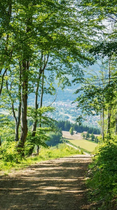 Duschrückwand - Waldweg Beskiden Polen