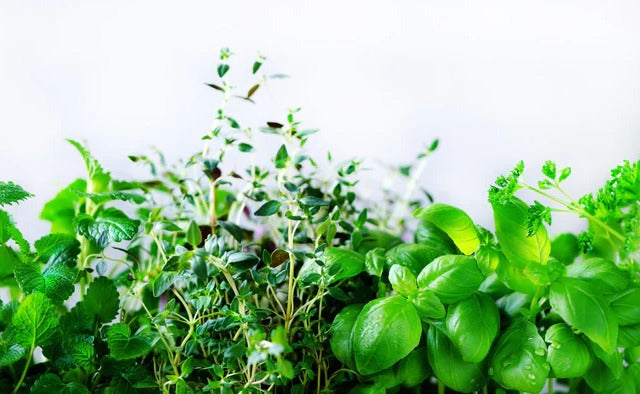 Küchenrückwand - Grüne frische Kräuter